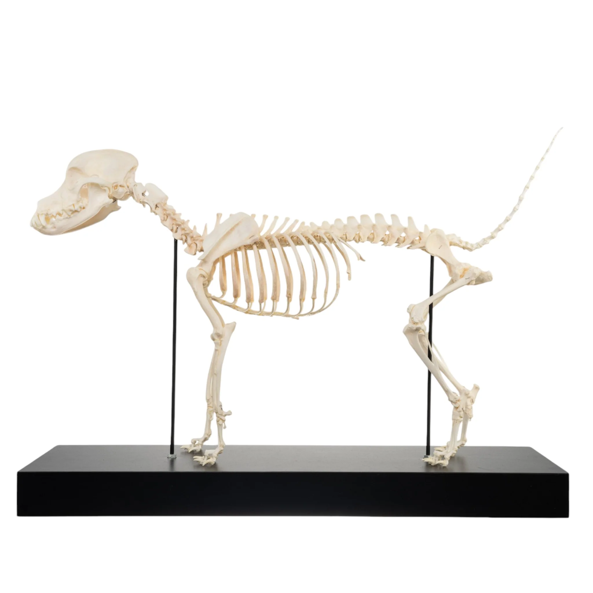 Real Domestic Dog Skeleton by Skulls Unlimited - Image 4