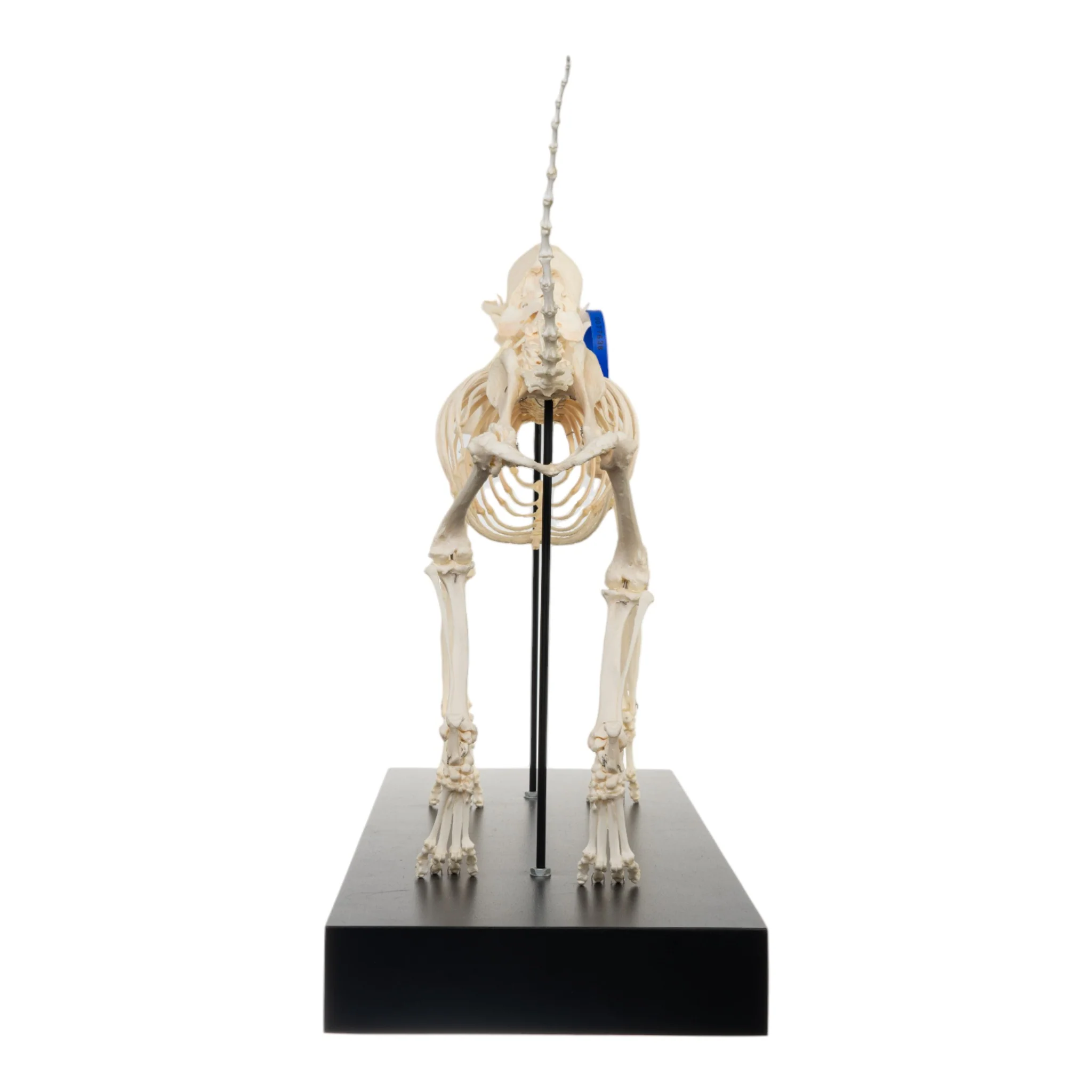 Real Domestic Dog Skeleton by Skulls Unlimited - Image 5
