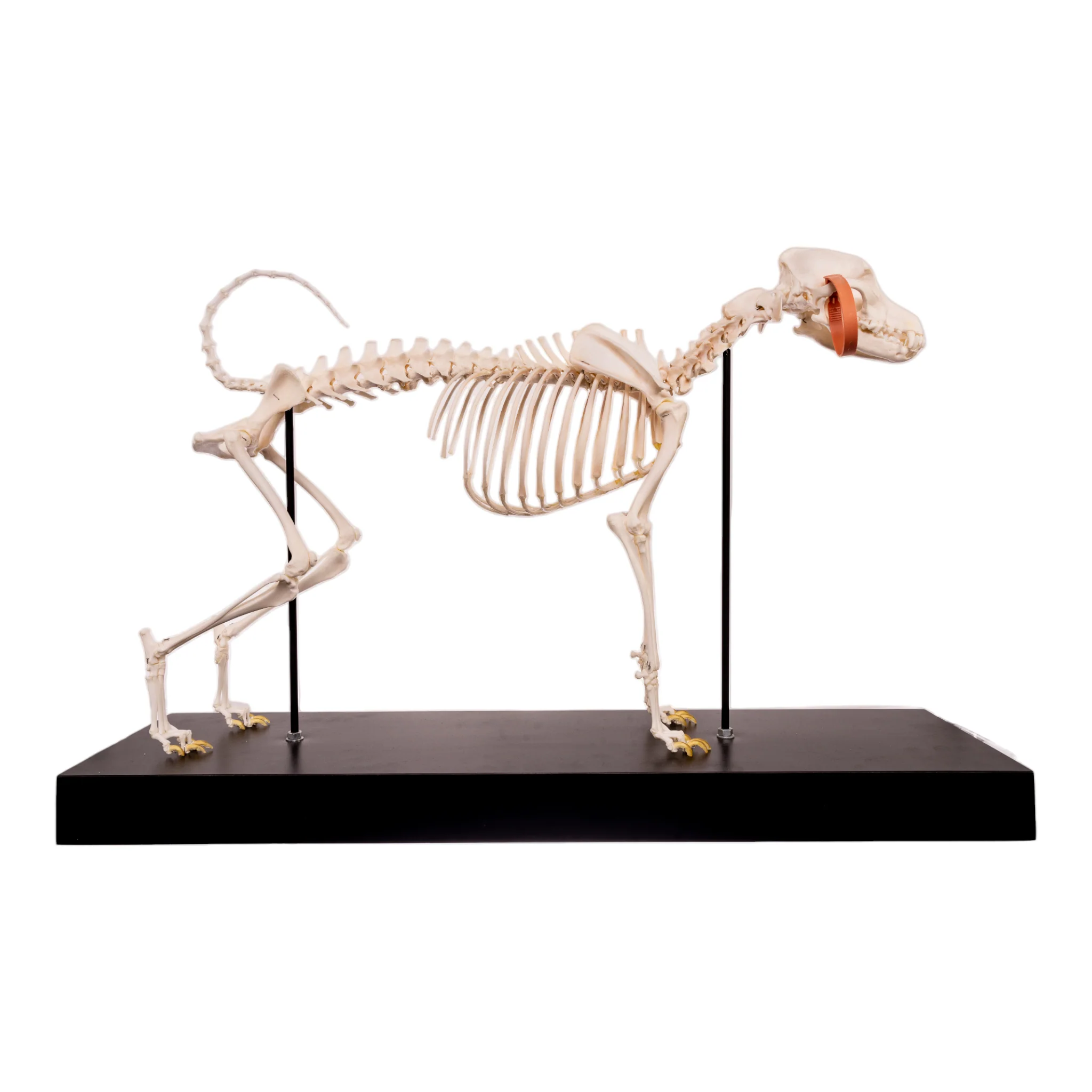 Real Domestic Dog Skeleton by Skulls Unlimited - Image 6