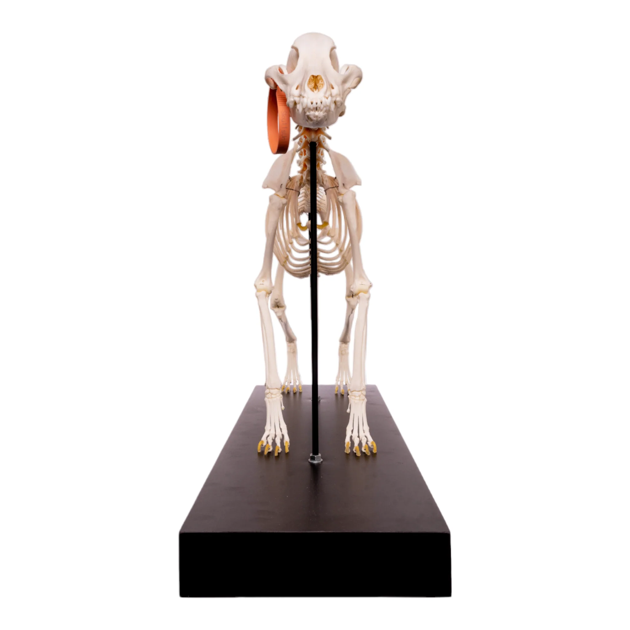 Real Domestic Dog Skeleton by Skulls Unlimited - Image 7