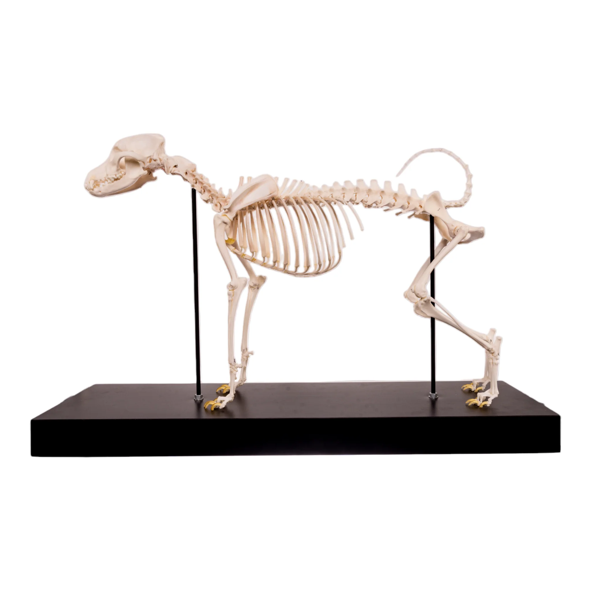 Real Domestic Dog Skeleton by Skulls Unlimited - Image 8