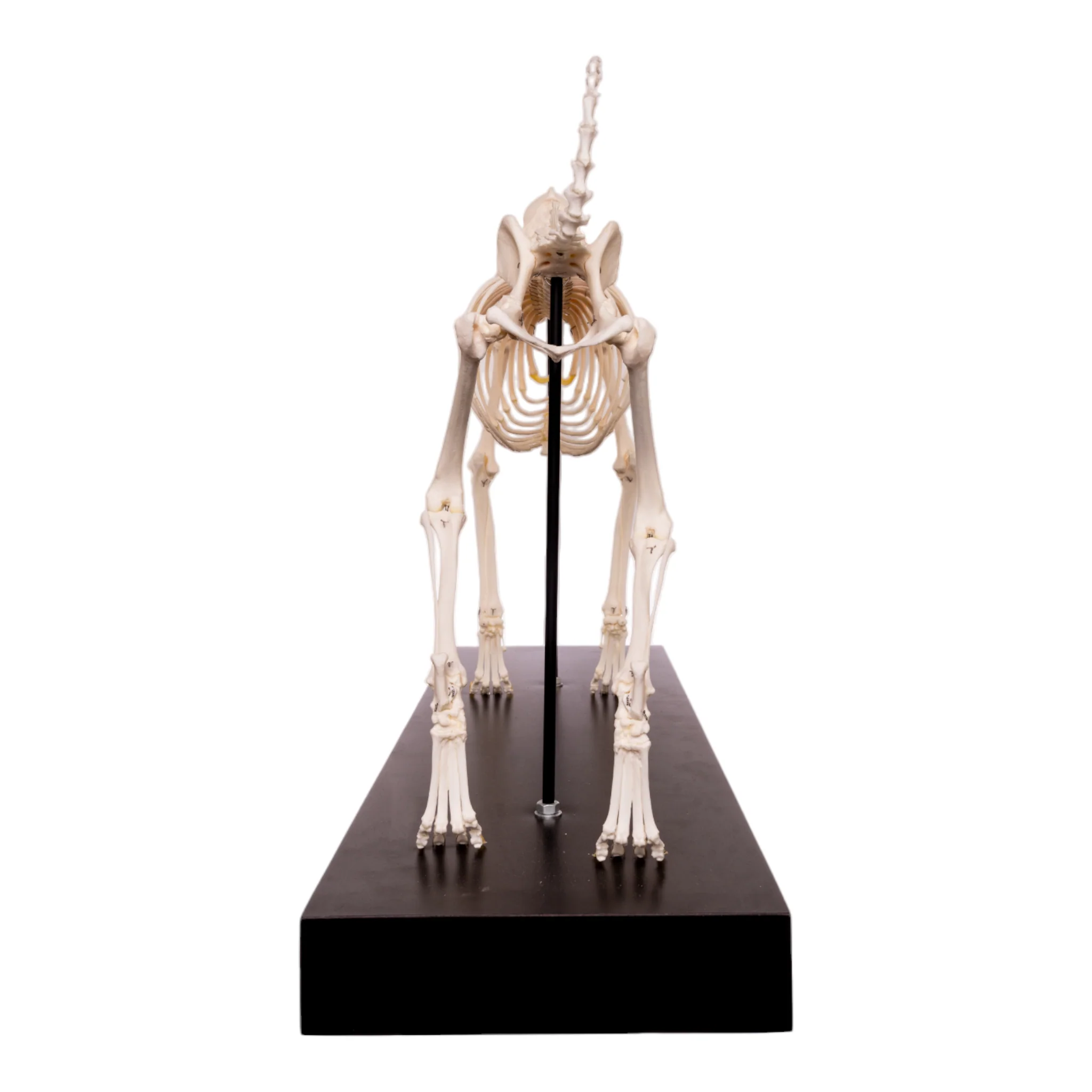 Real Domestic Dog Skeleton by Skulls Unlimited - Image 9