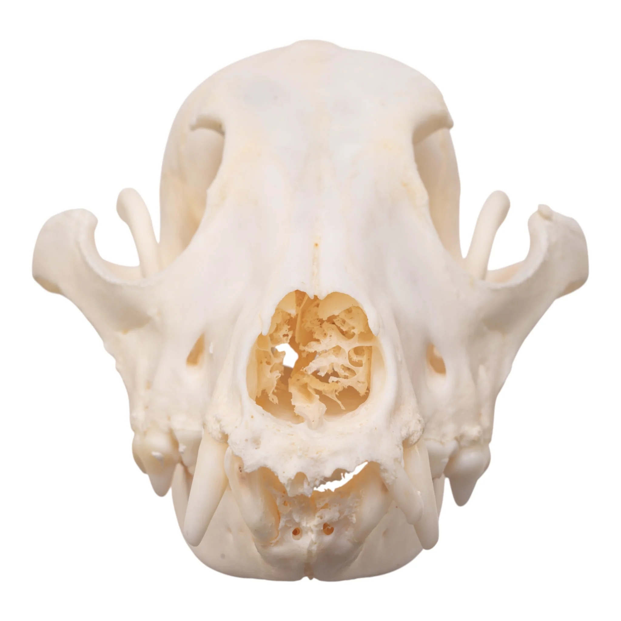 Real Domestic Dog Skull - Pathology - Image 3
