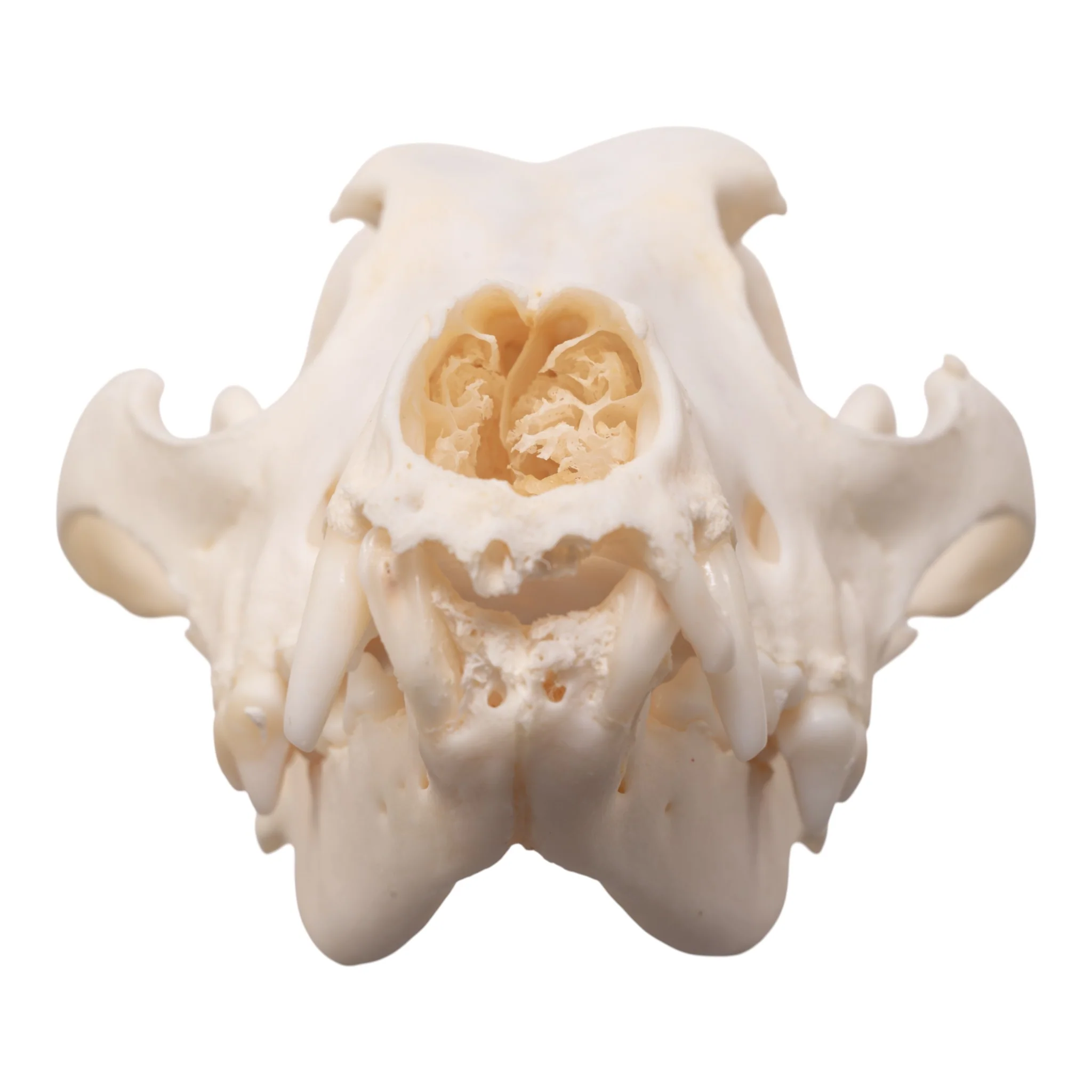 Real Domestic Dog Skull - Pathology - Image 6