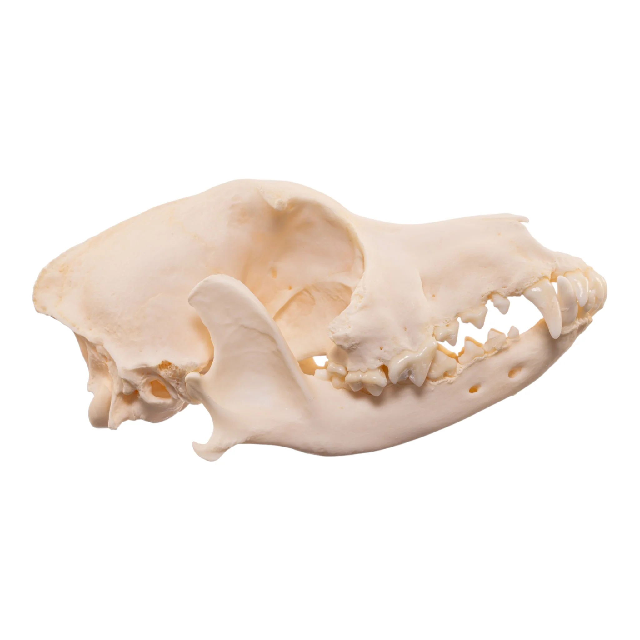 Real Domestic Dog Skull - Image 2