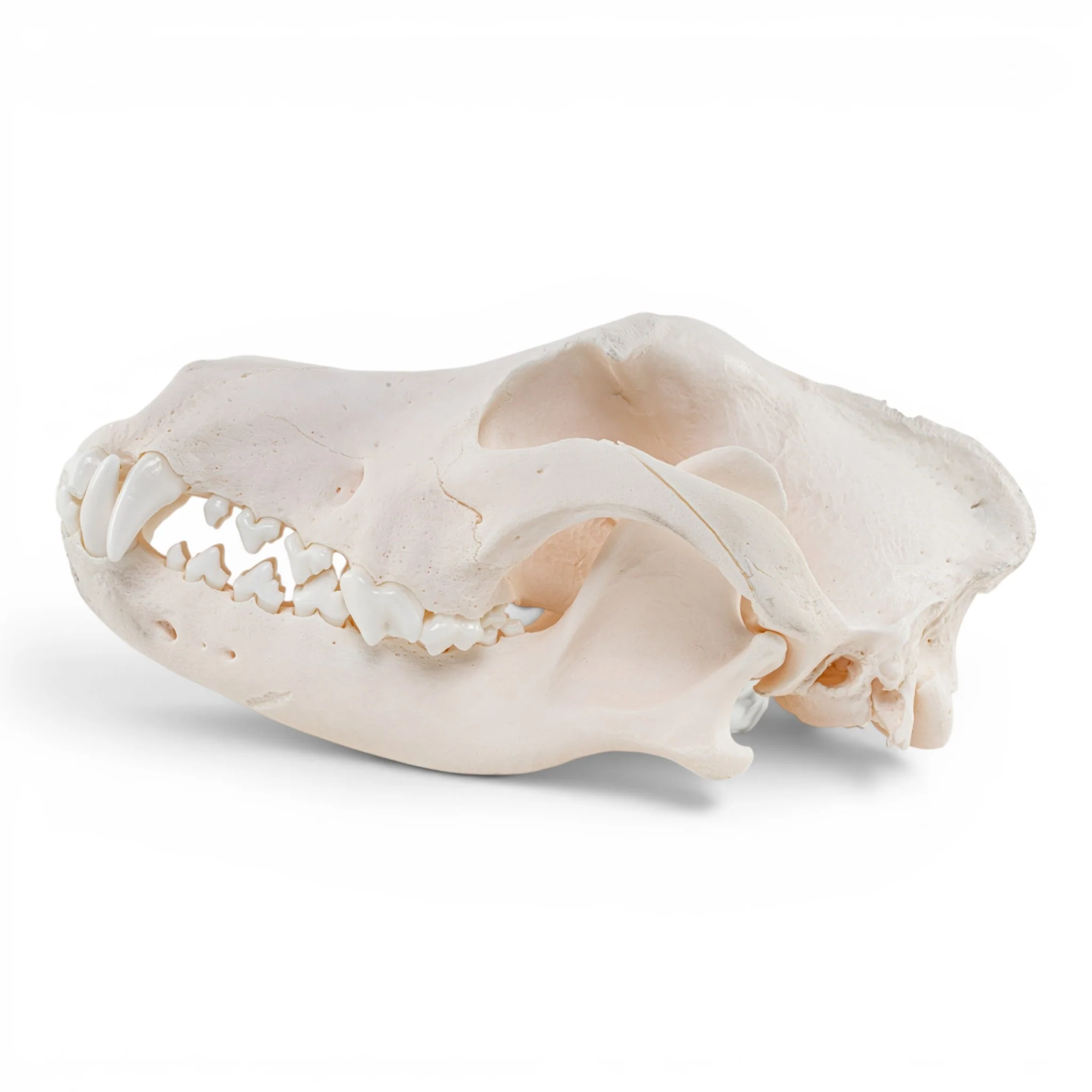 Real Domestic Dog Skull - Image 4