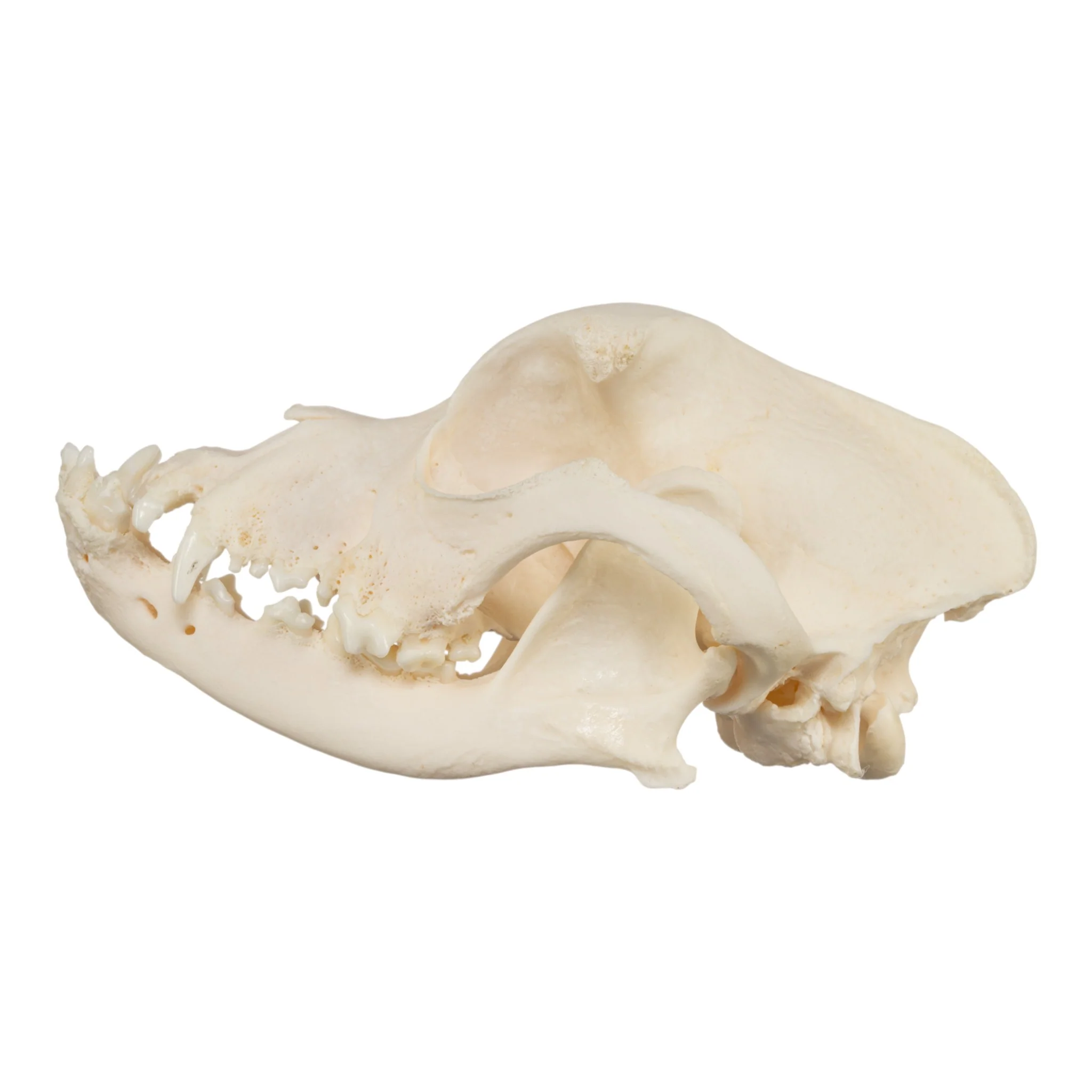 Real Domestic Dog Skull - Brachycephalic - Image 4