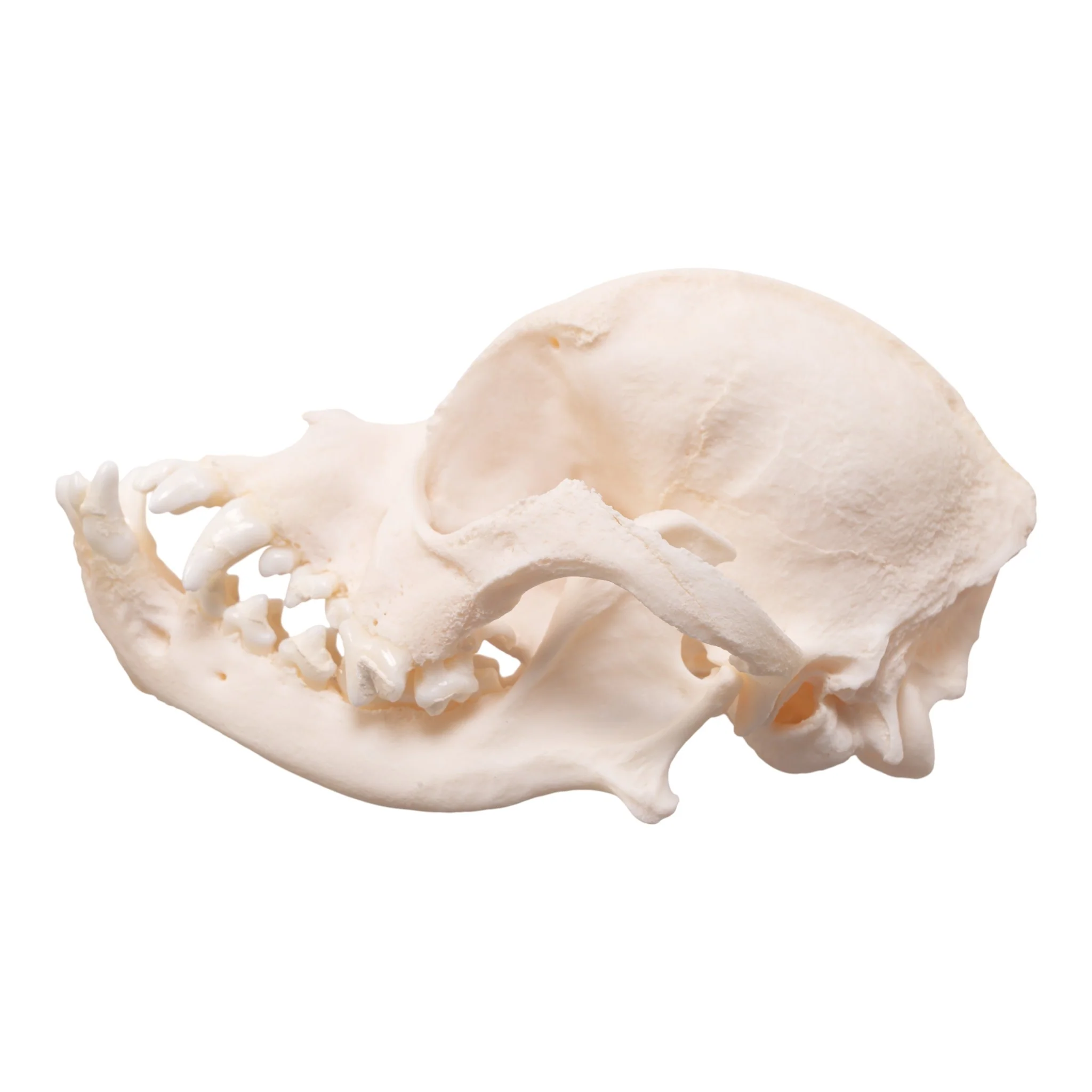 Real Domestic Dog Skull - Brachycephalic - Image 4