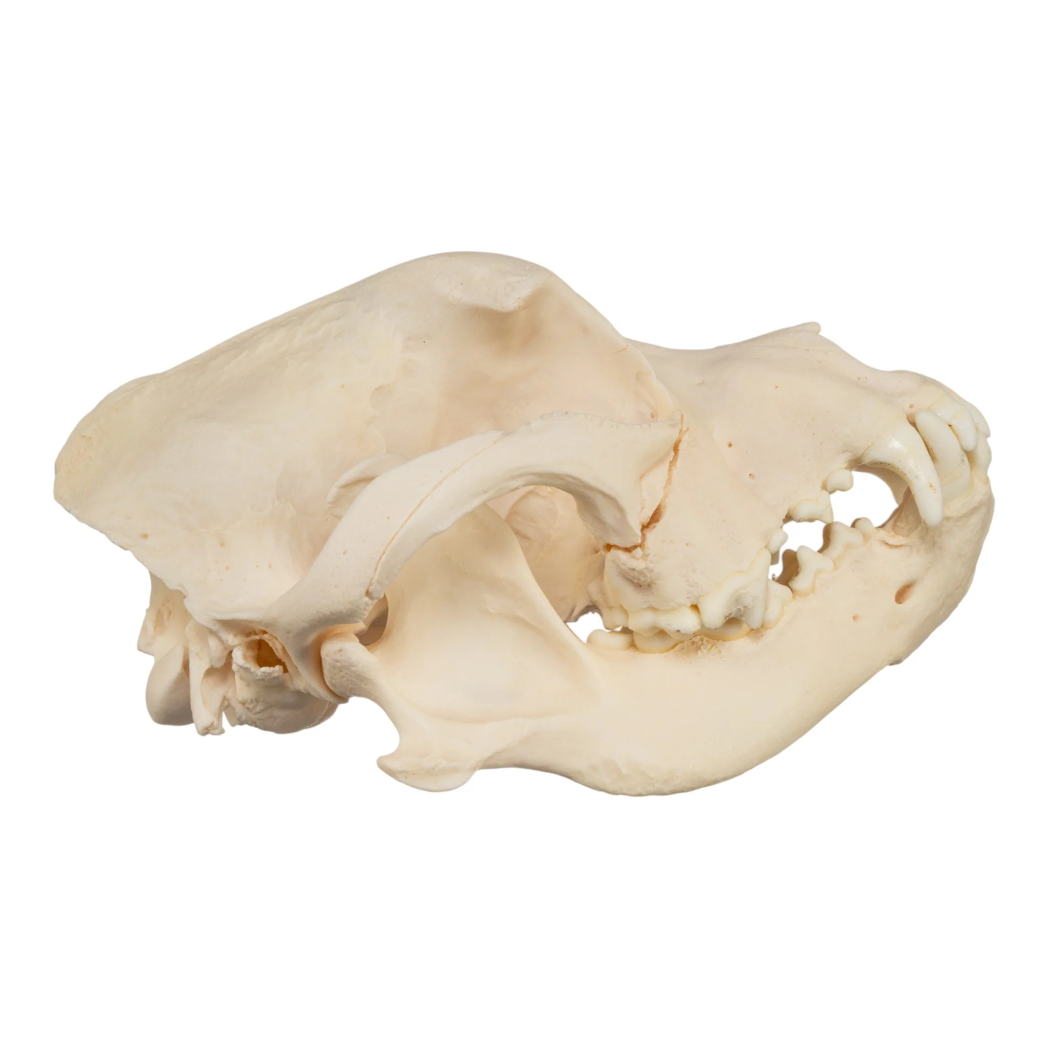 Real Domestic Dog Skull - Brachycephalic, Pathology - Image 2
