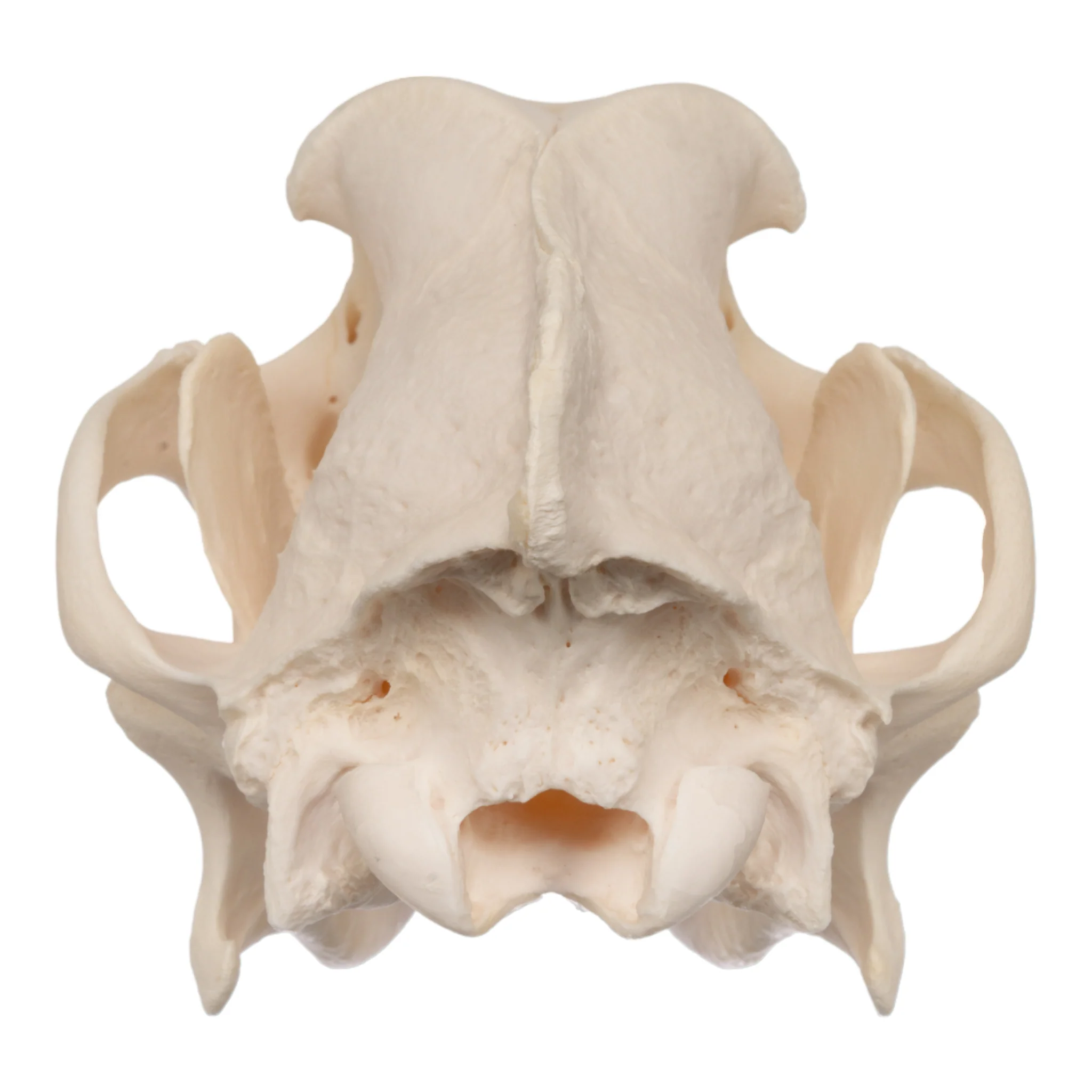 Real Domestic Dog Skull - German Shepherd - Image 5
