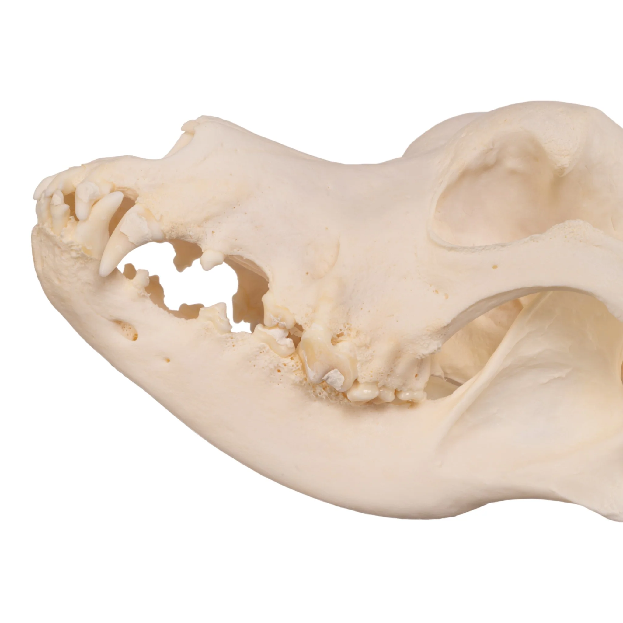 Real Domestic Dog Skull - Great Dane (Periodontal) - Image 7