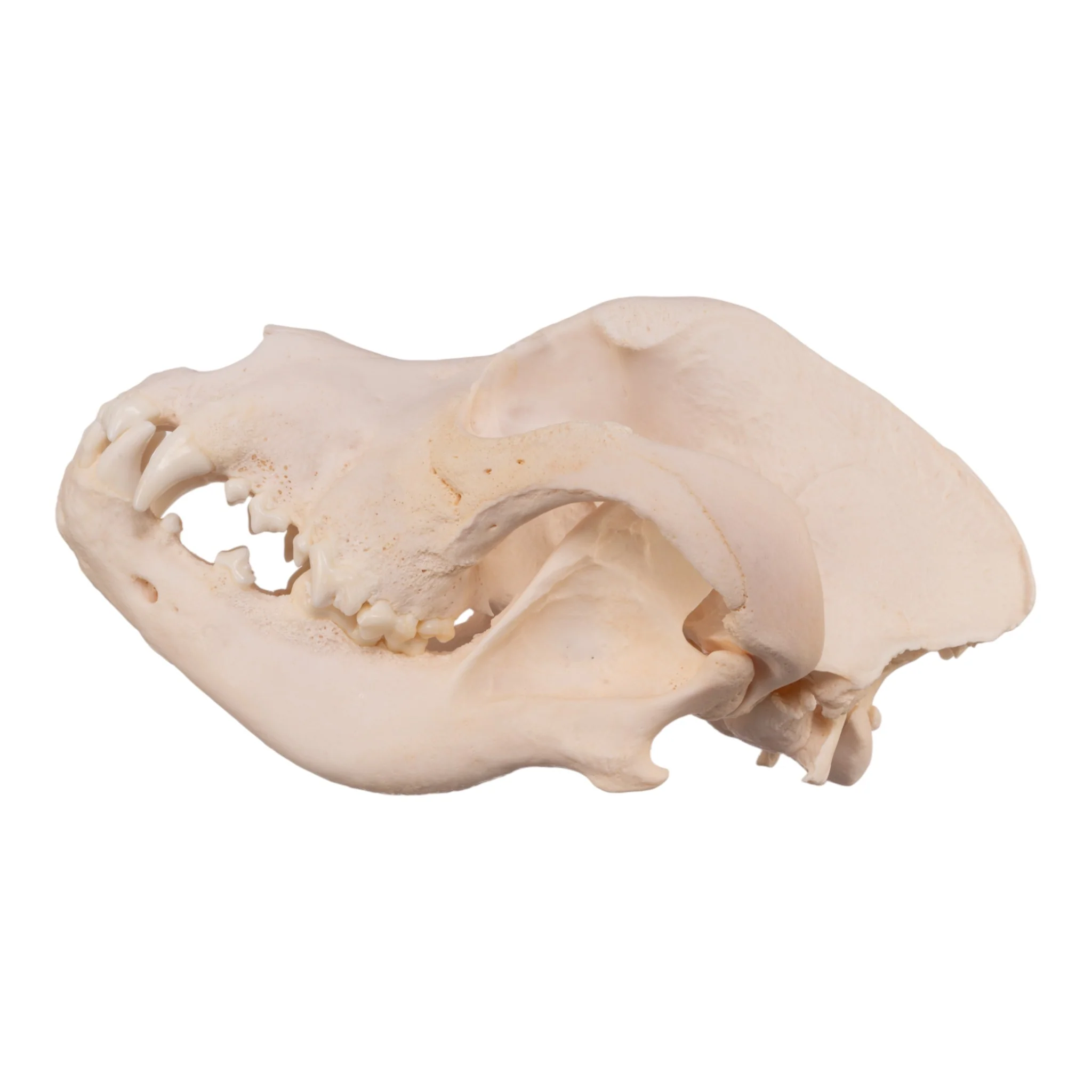 Real Domestic Dog Skull - Great Dane (Periodontal) - Image 4