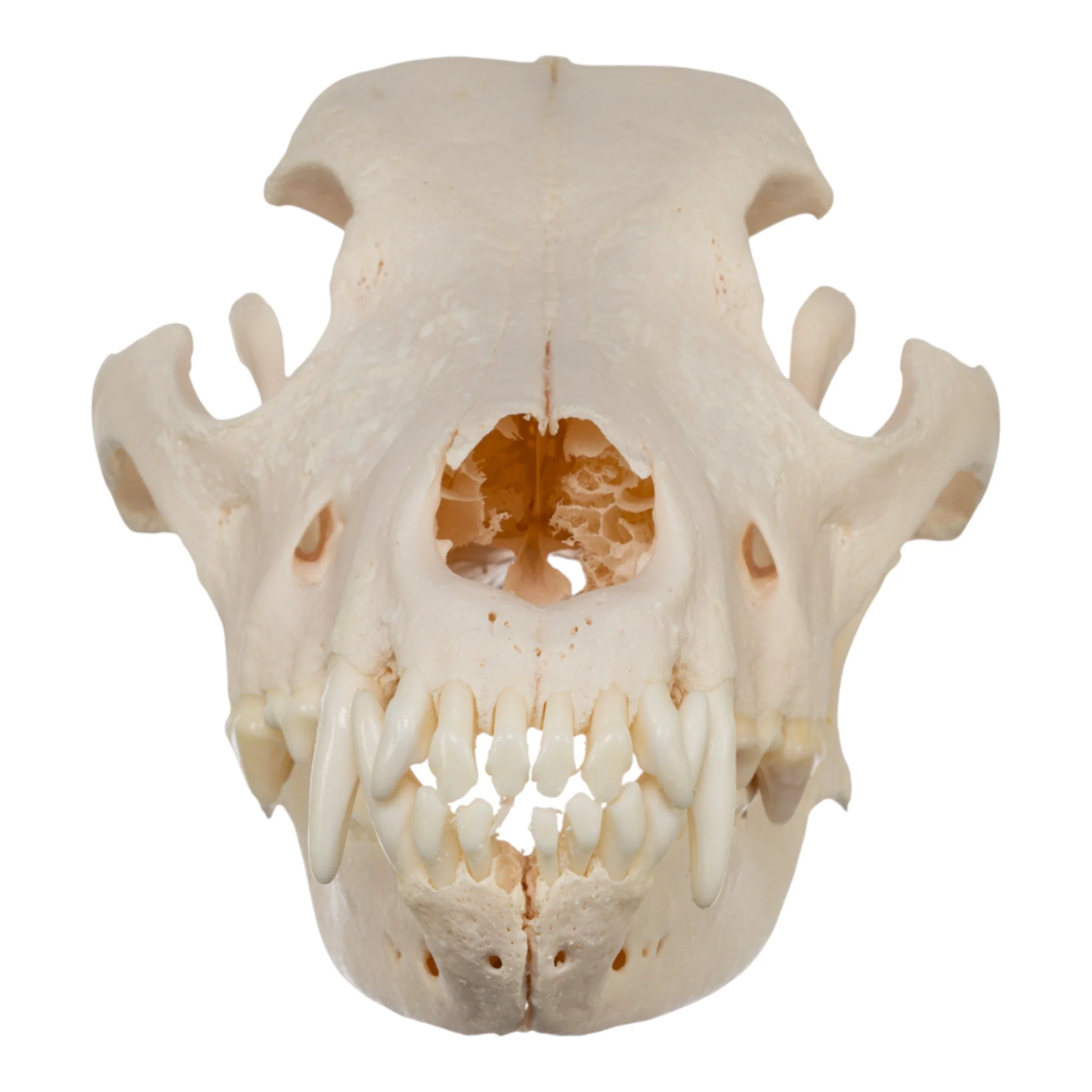 Real Domestic Dog Skull - Great Pyrenees - Image 3