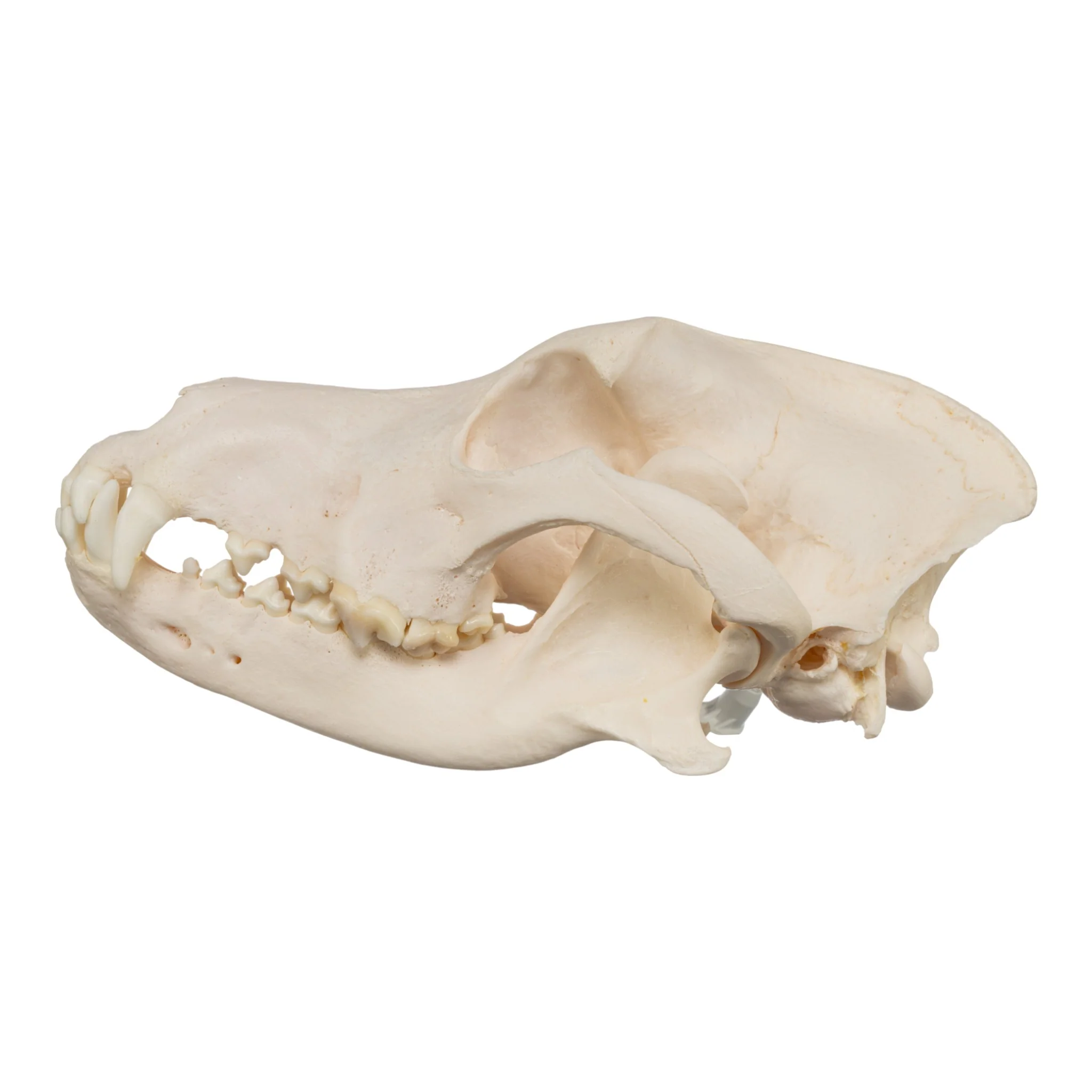 Real Domestic Dog Skull - Great Pyrenees - Image 4