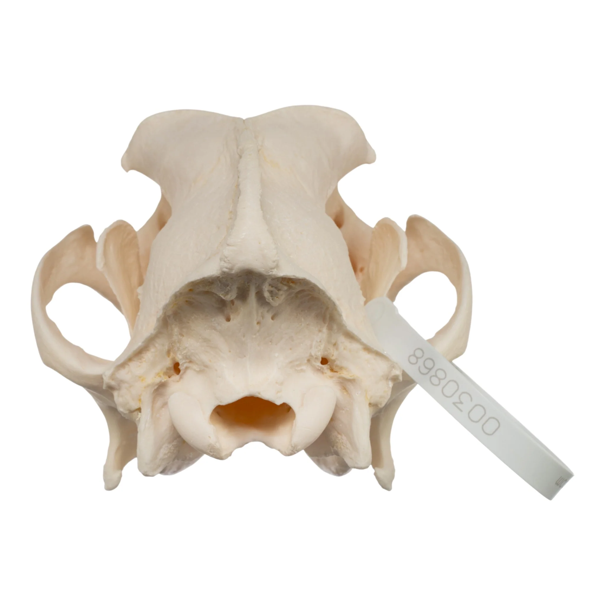 Real Domestic Dog Skull - Great Pyrenees - Image 5