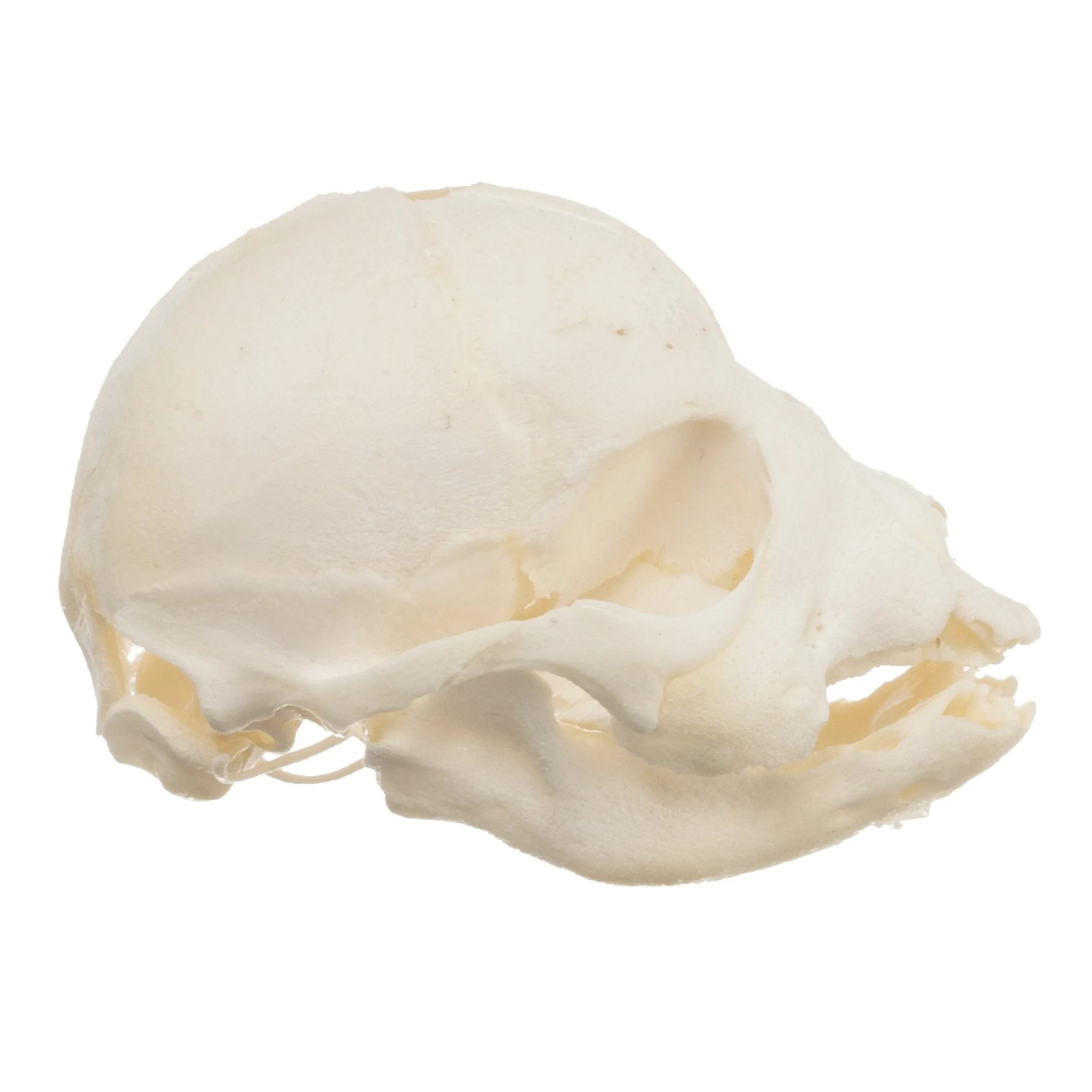 Real Domestic Dog Skull - Infant - Image 2