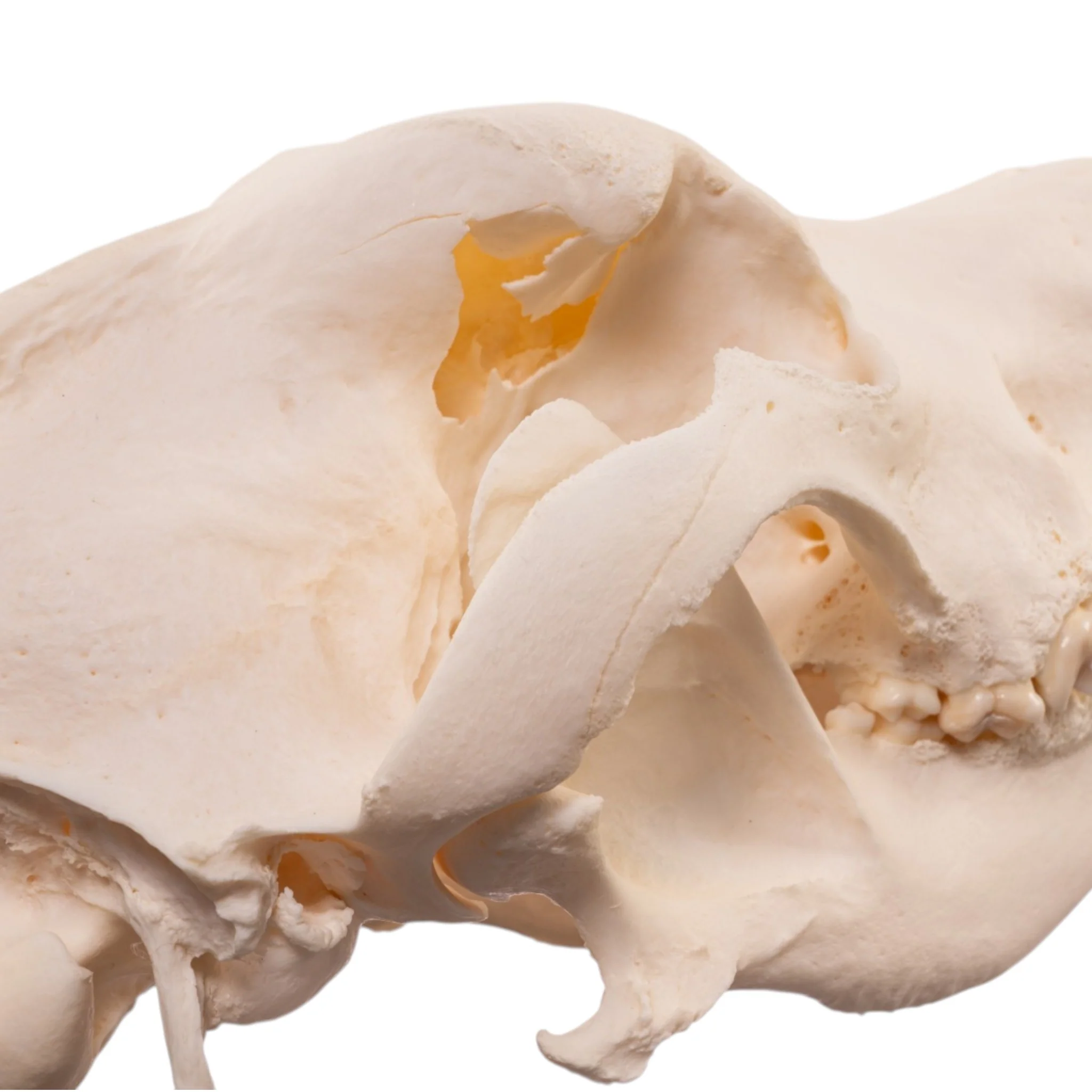 Real Domestic Dog Skull - Large Periodontal - Image 6
