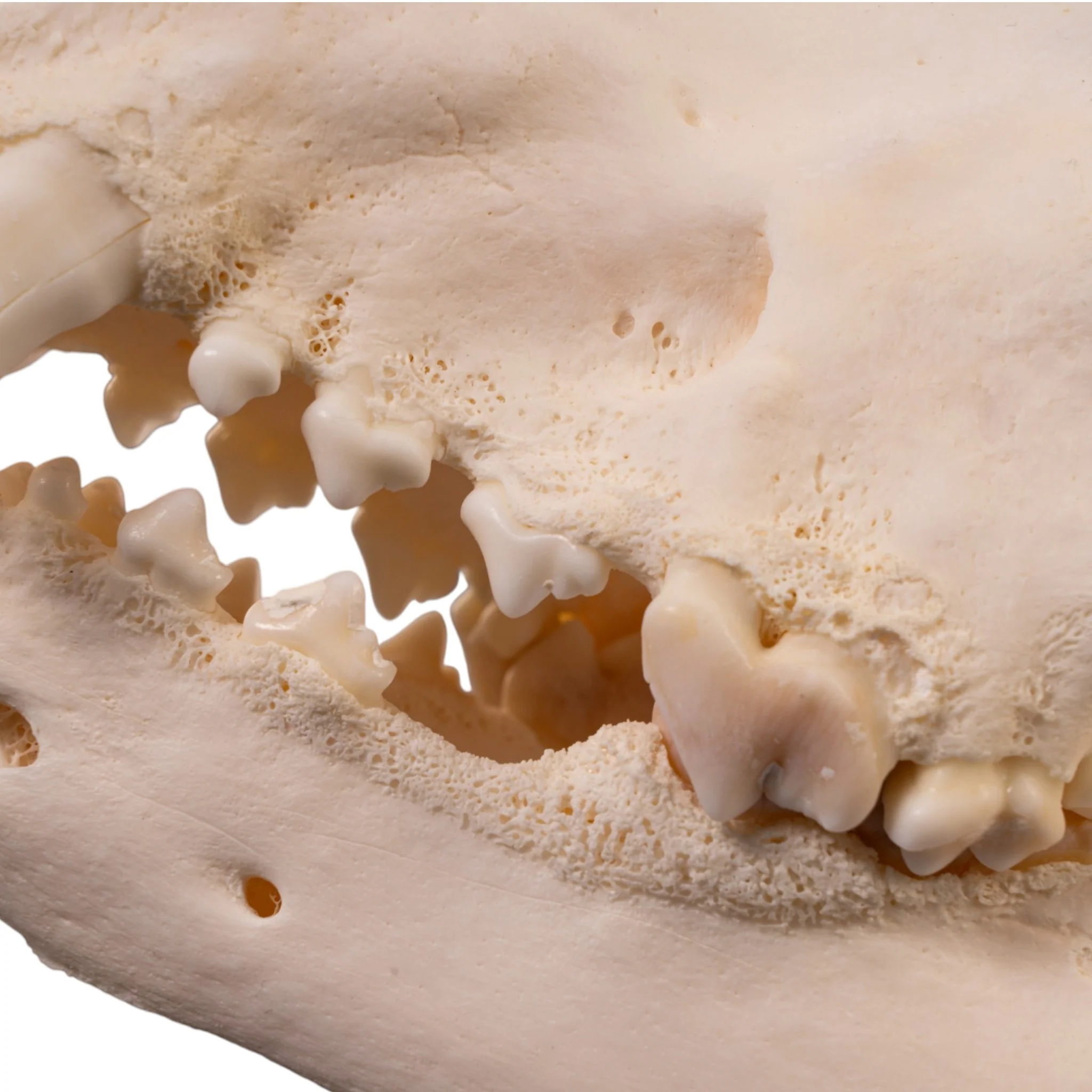 Real Domestic Dog Skull - Large Periodontal - Image 9