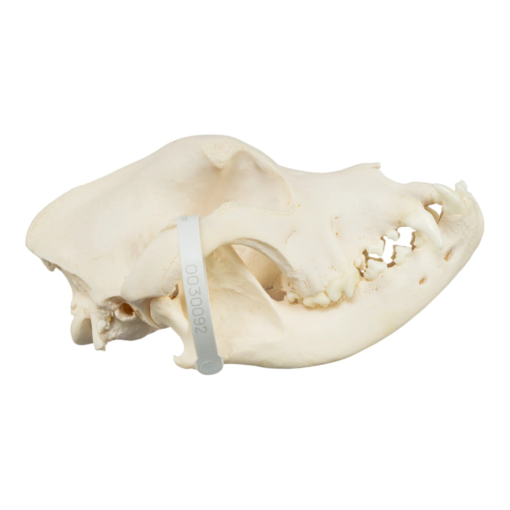 Real Domestic Dog Skull - Mastiff (Periodontal) - Image 2