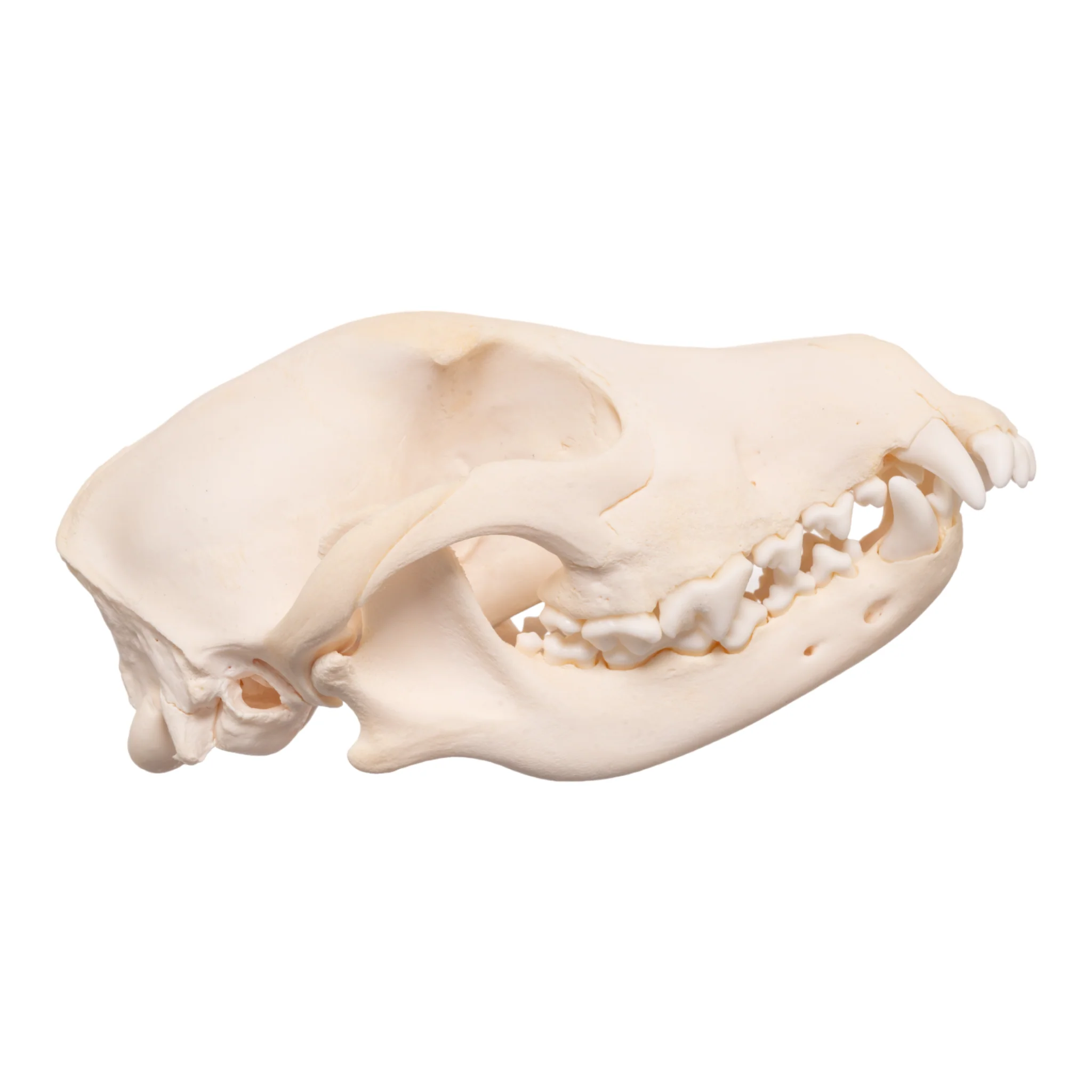 Real Domestic Dog Skull - Overbite - Image 2