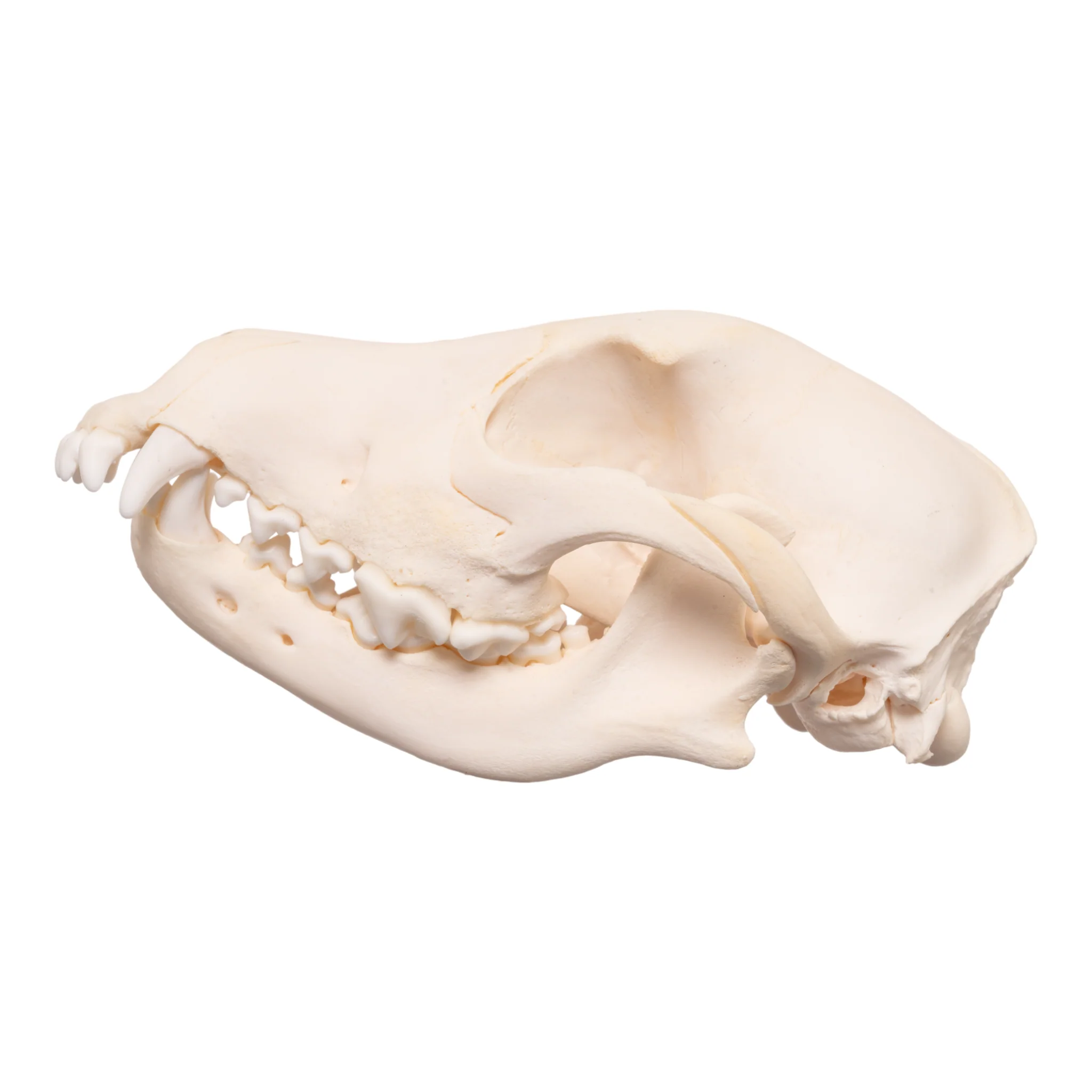 Real Domestic Dog Skull - Overbite - Image 4