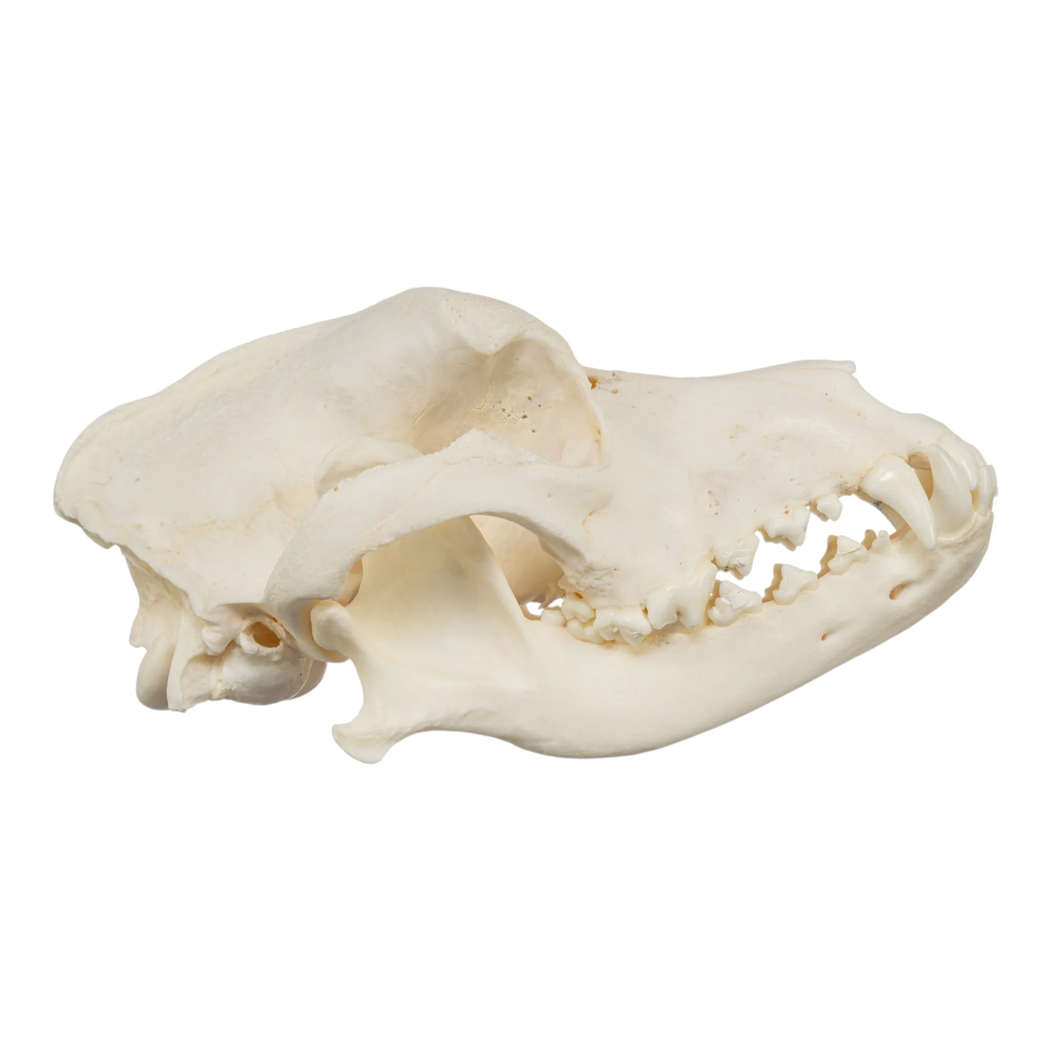 Real Domestic Dog Skull - Pathology - Image 2