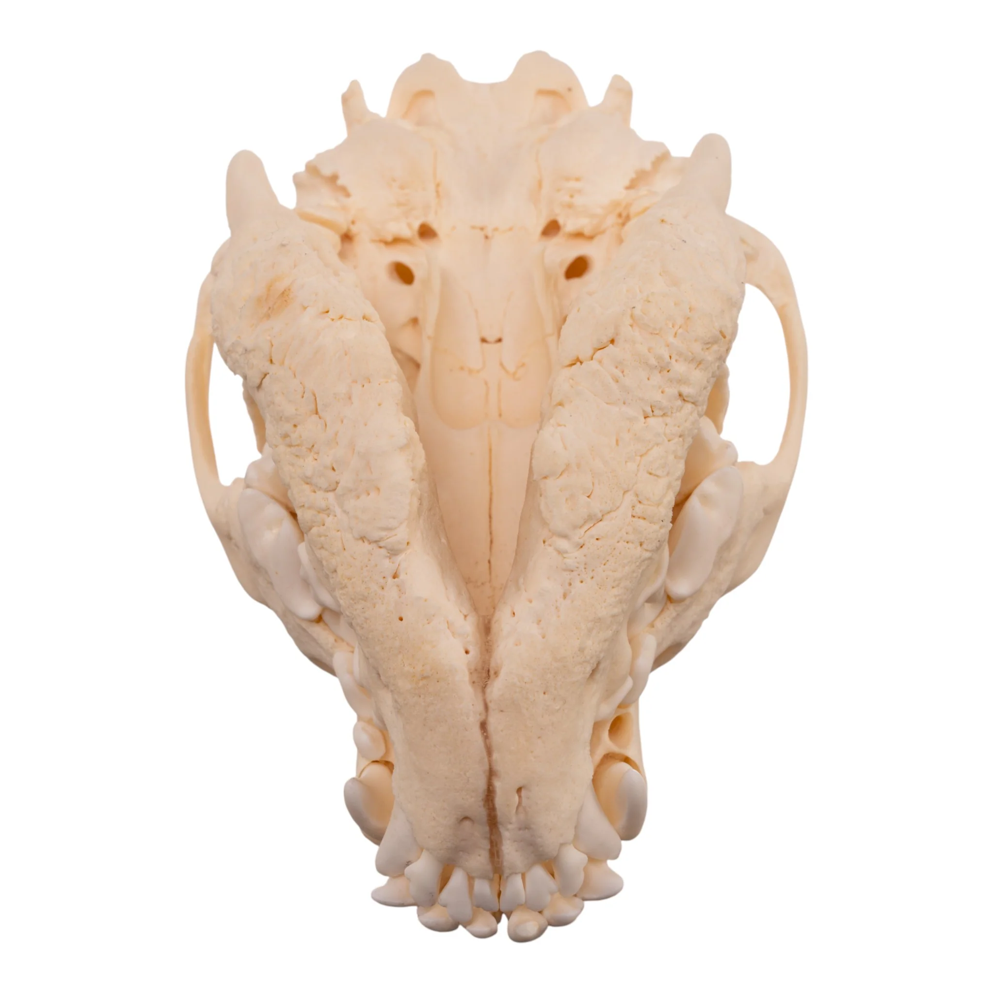 Real Domestic Dog Skull - Pathology - Image 6