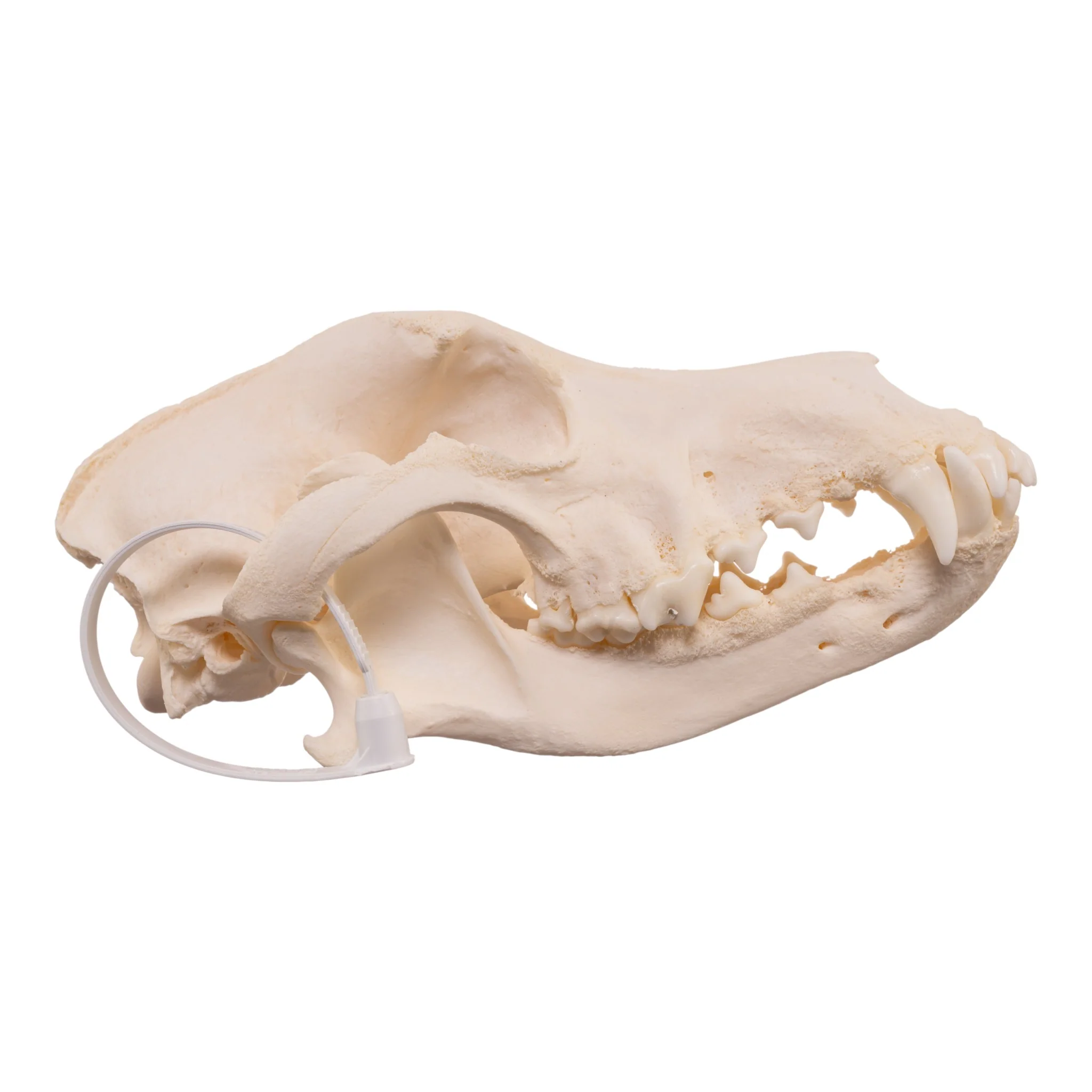Real Domestic Dog Skull - Pathology - Image 2