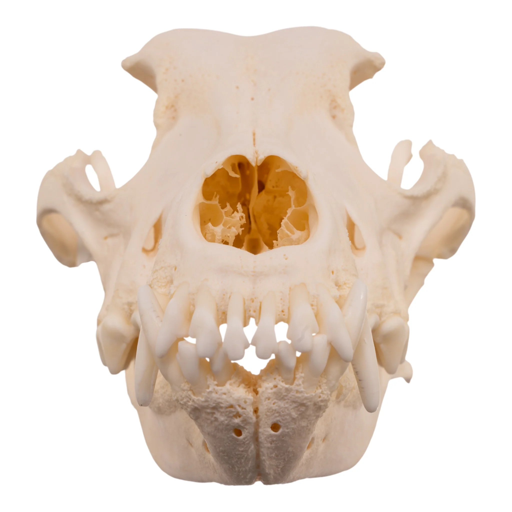 Real Domestic Dog Skull - Pathology - Image 3