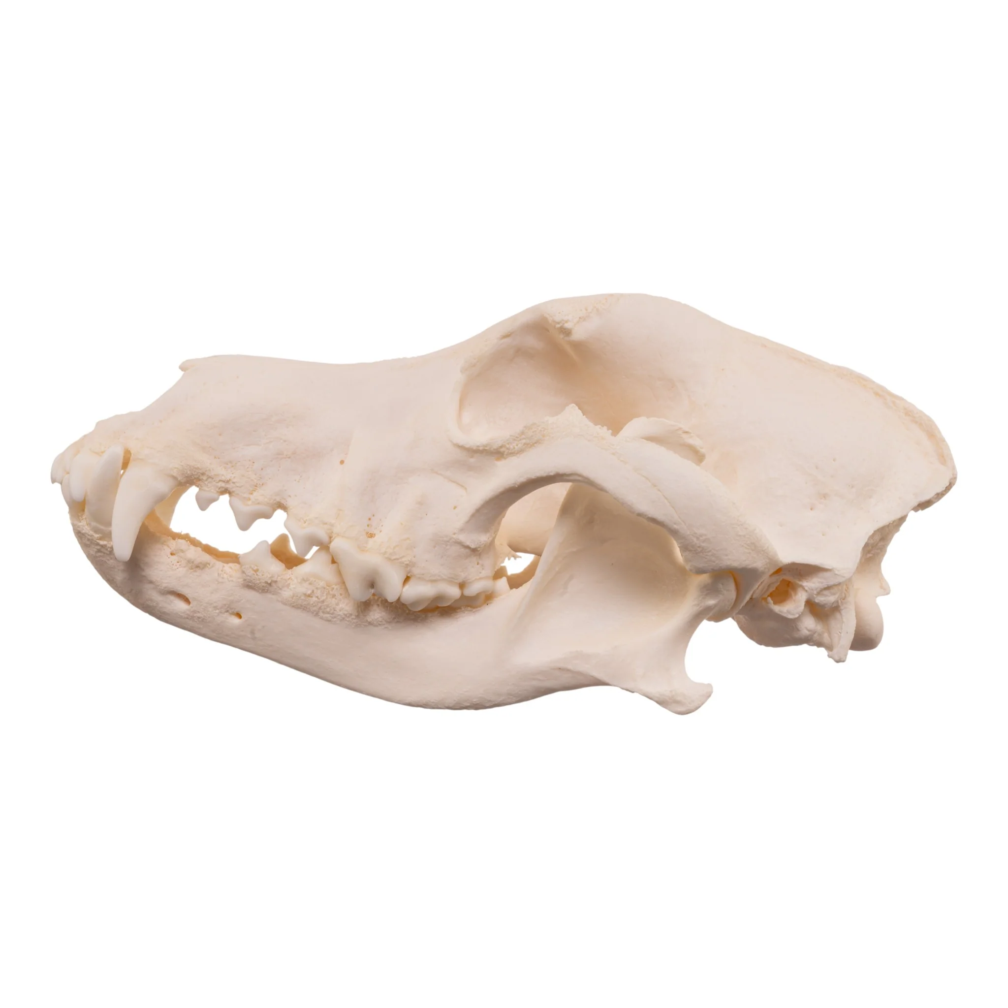 Real Domestic Dog Skull - Pathology - Image 4