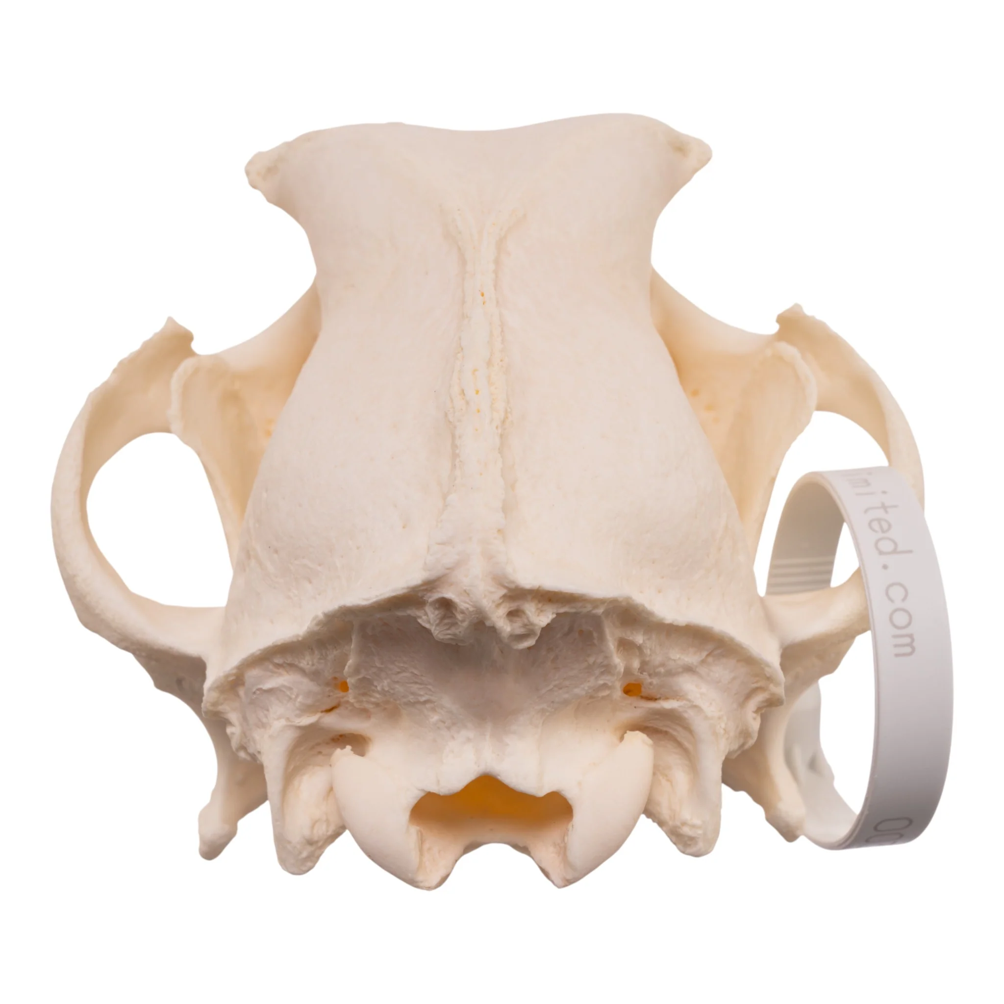 Real Domestic Dog Skull - Pathology - Image 5