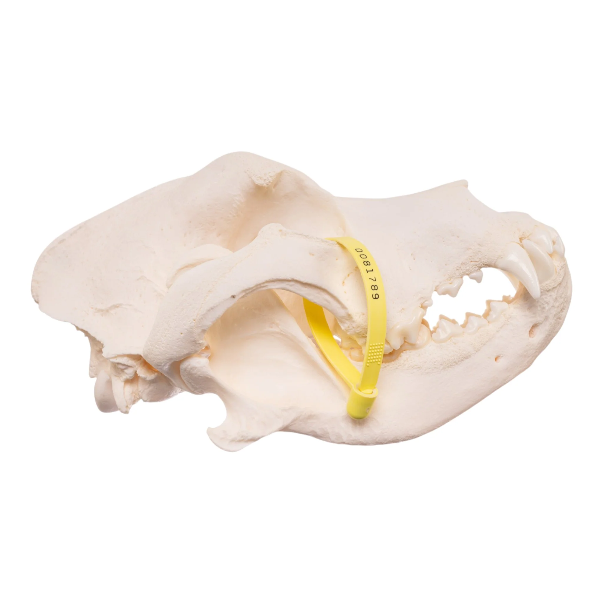 Real Domestic Dog Skull - Pathology - Image 2