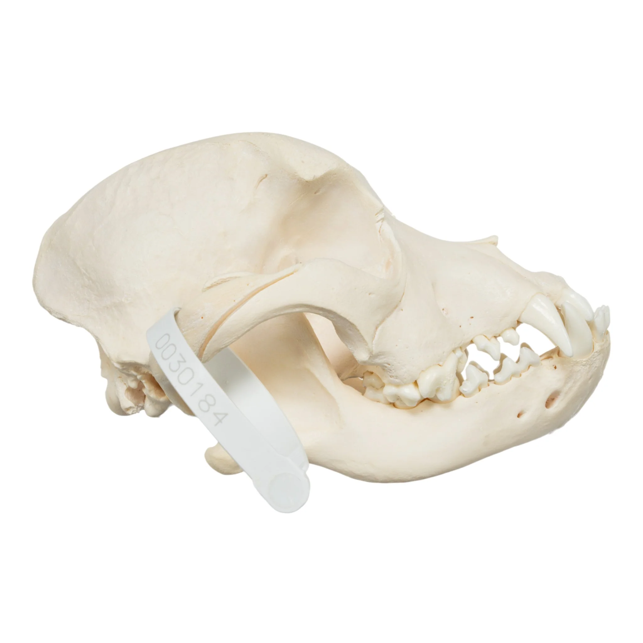 Real Domestic Dog Skull - Pit Bull - Image 2