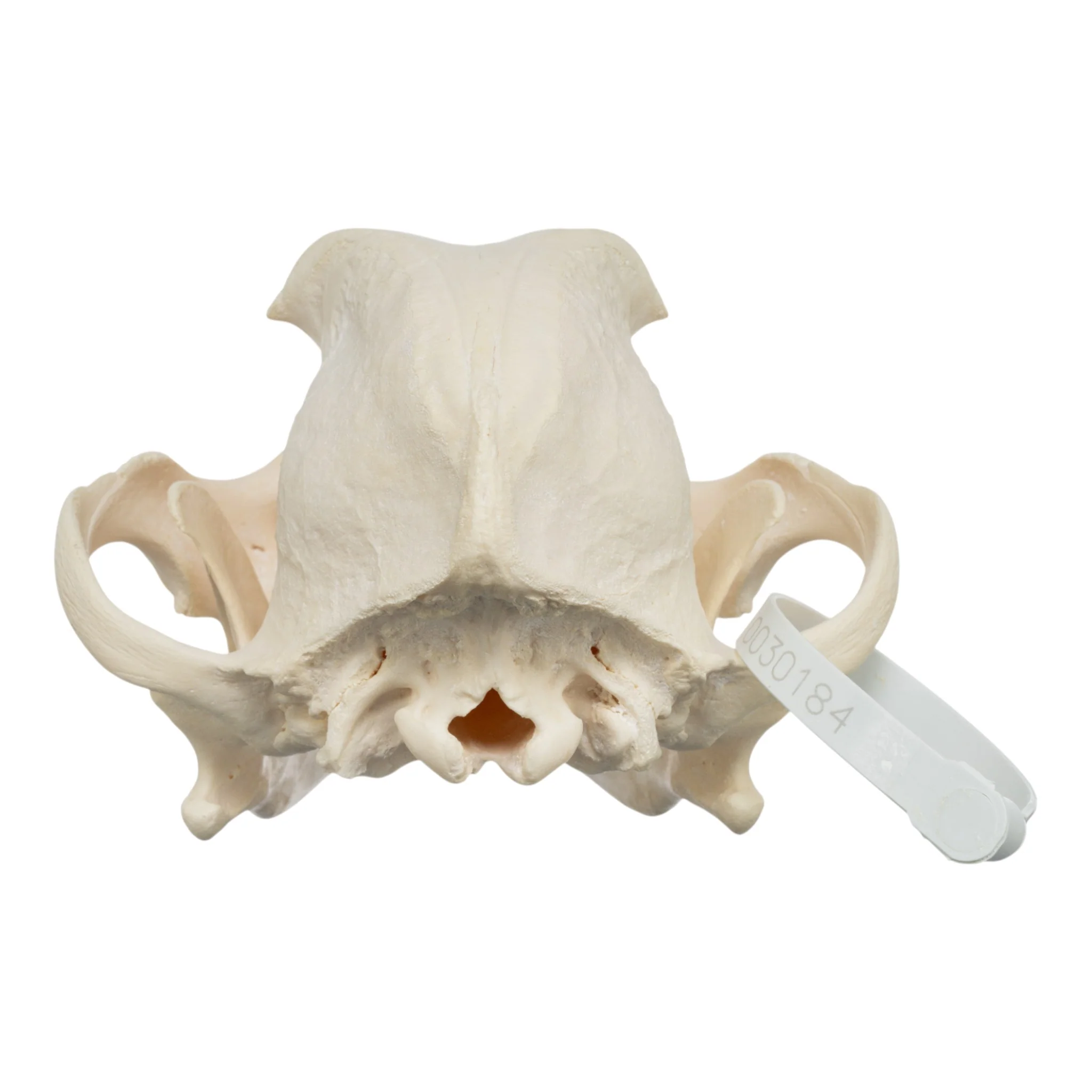 Real Domestic Dog Skull - Pit Bull - Image 5