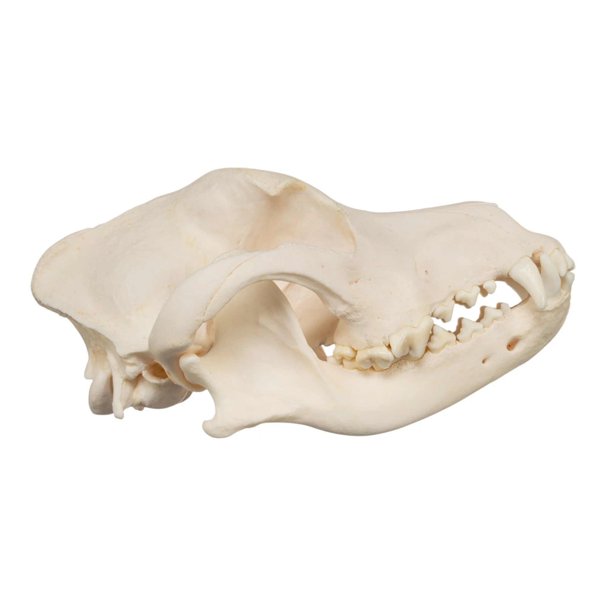 Real Domestic Dog Skull - Rottweiler - Image 2