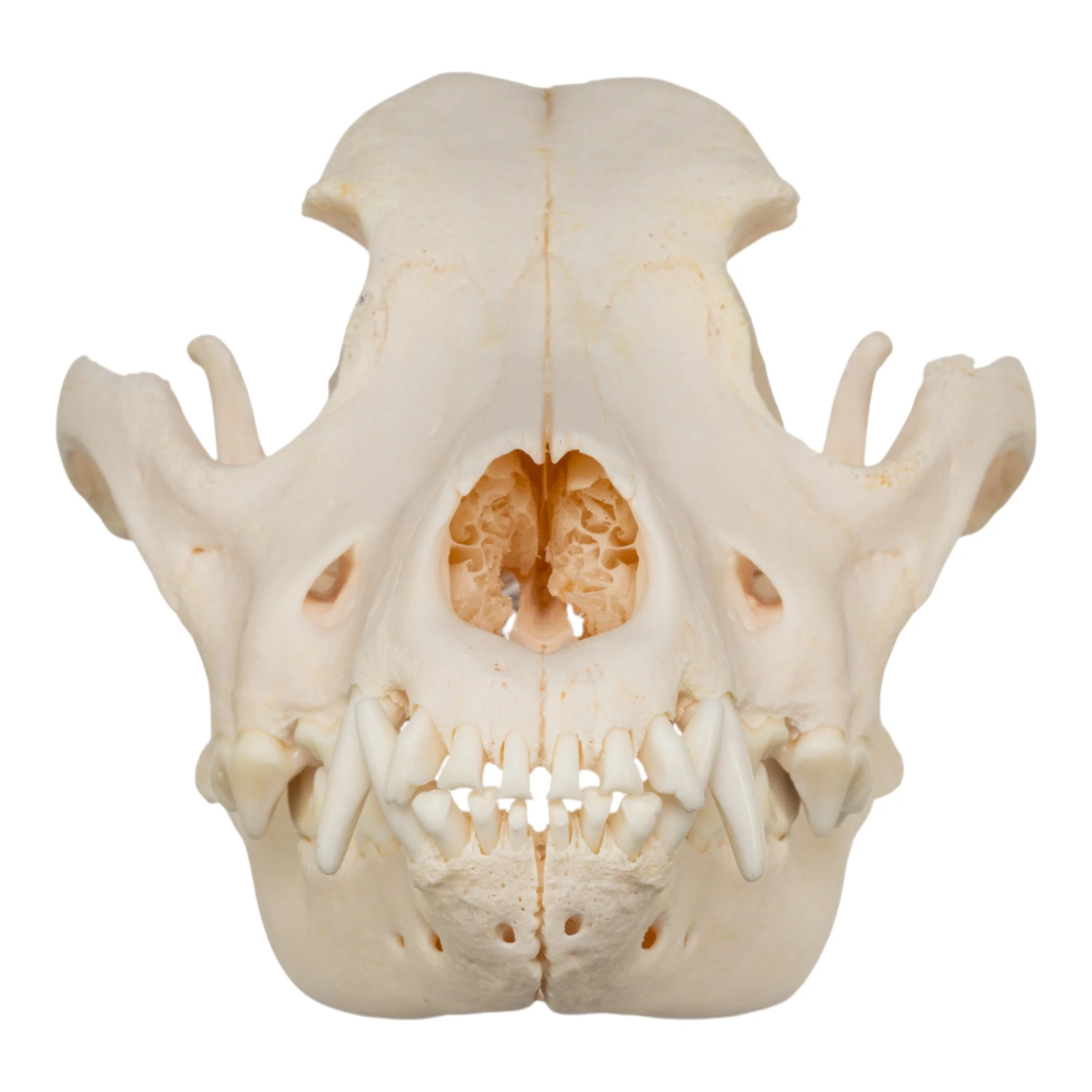 Real Domestic Dog Skull - Rottweiler - Image 3
