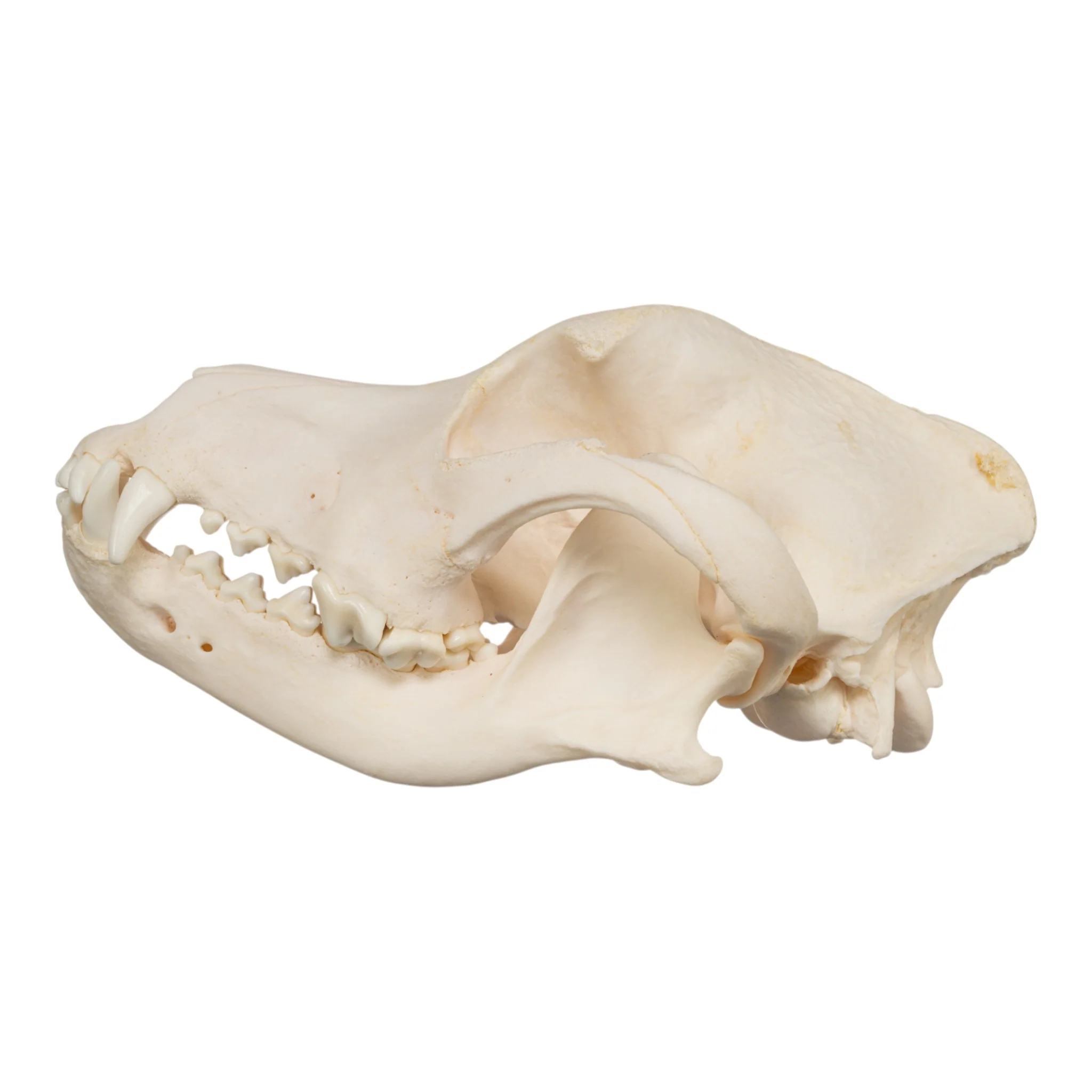 Real Domestic Dog Skull - Rottweiler - Image 4