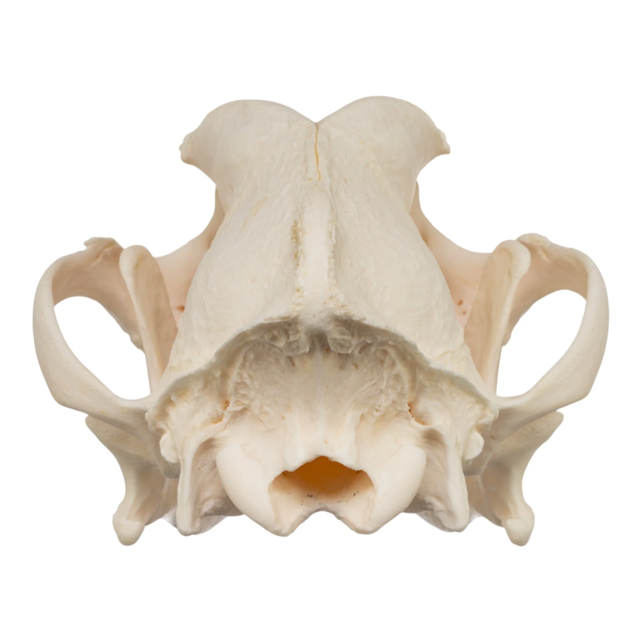 Real Domestic Dog Skull - Rottweiler - Image 5
