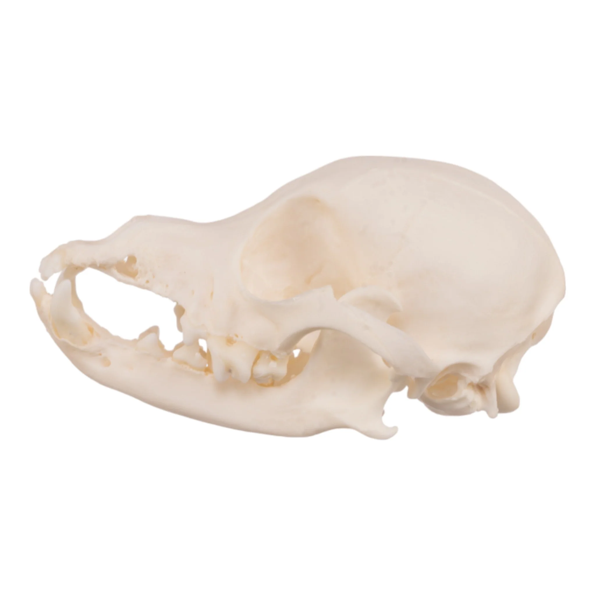 Real Domestic Dog Skull - Periodontal - Image 11