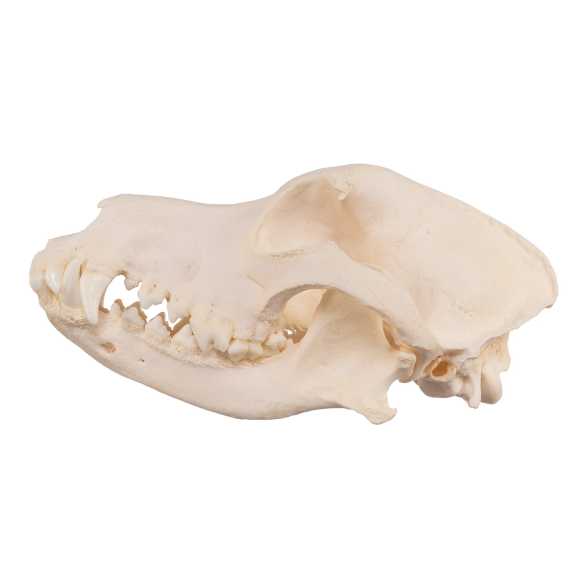 Real Domestic Dog Skull - Periodontal - Image 6