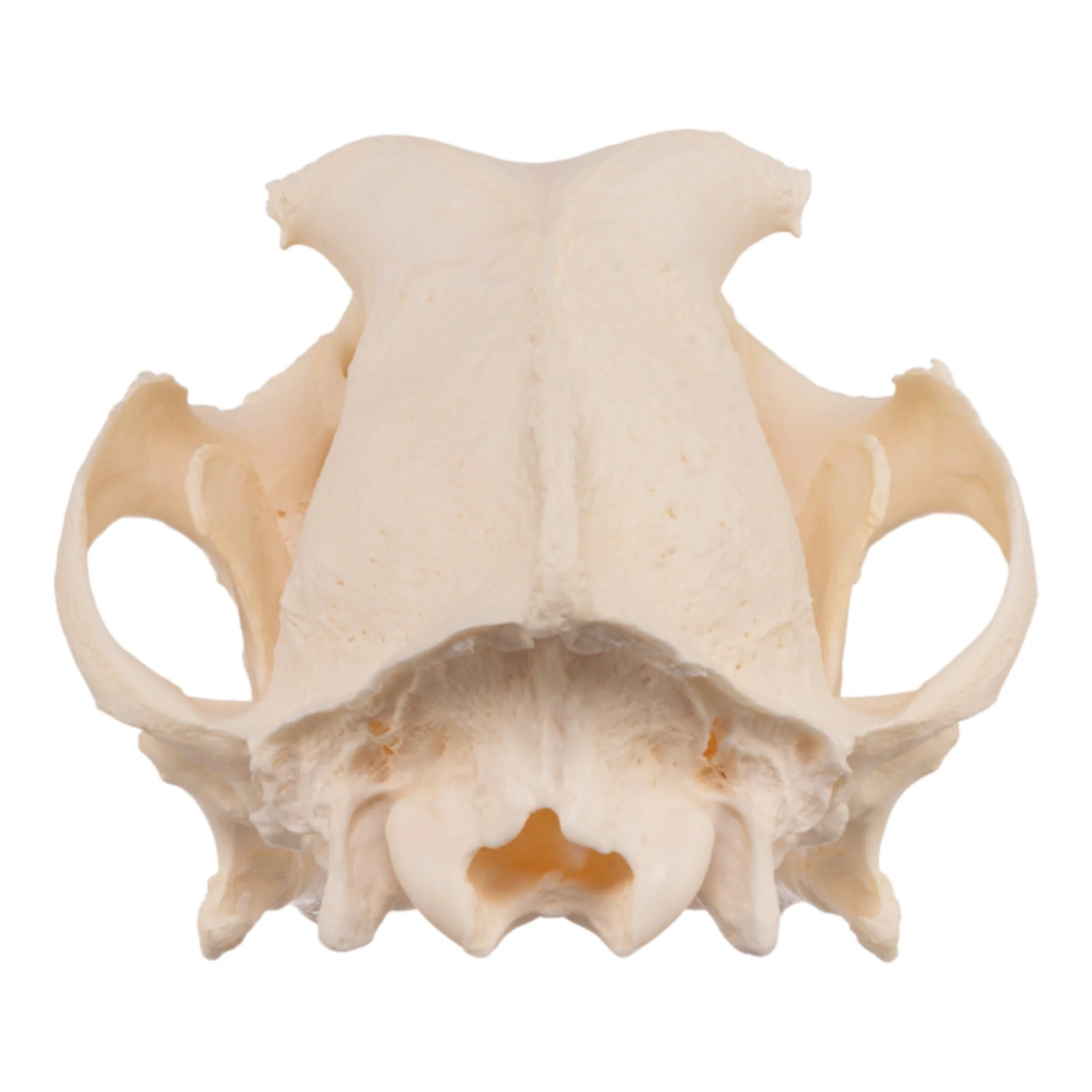 Real Domestic Dog Skull - Periodontal - Image 7