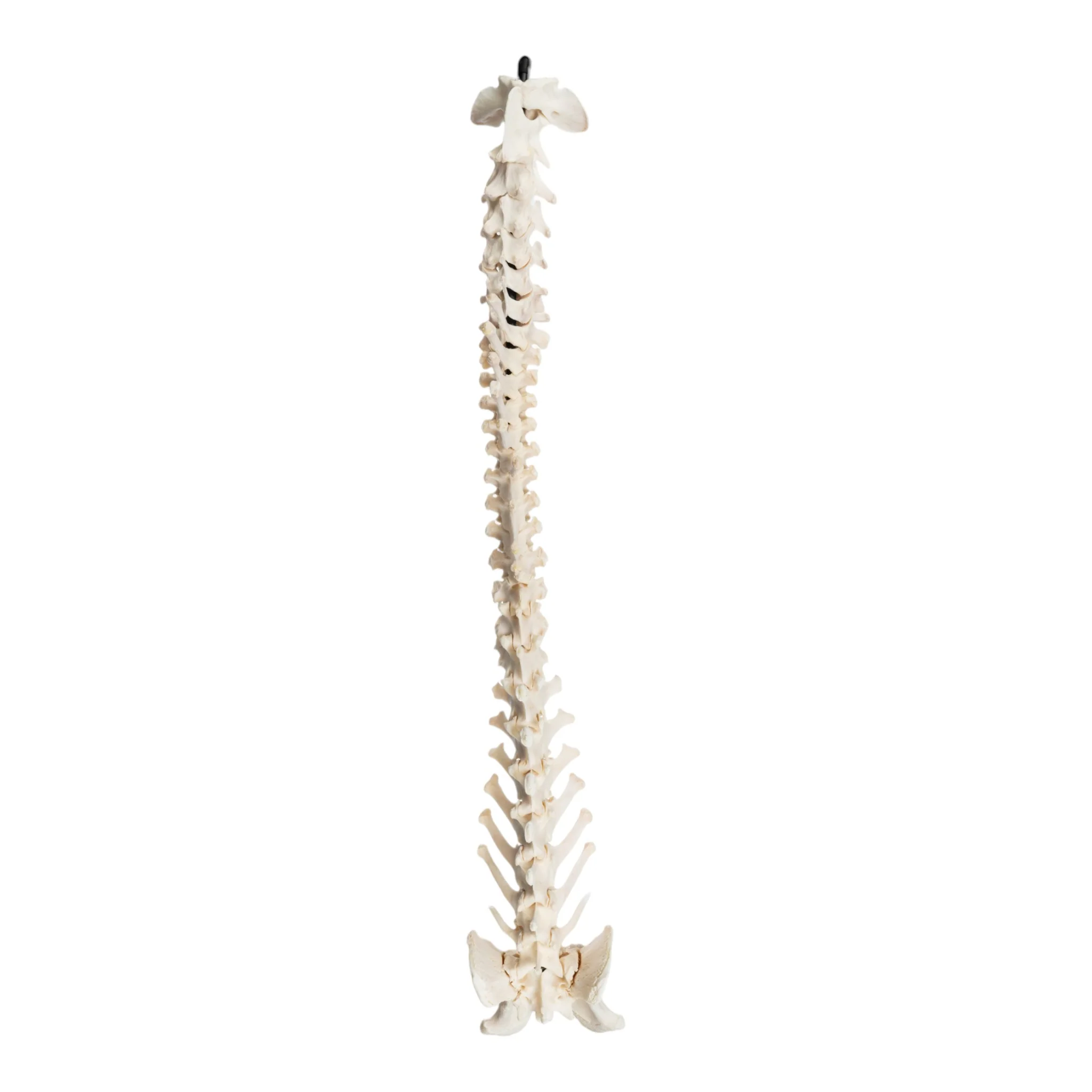 Real Domestic Dog Spine with Sacrum and Pelvis - Image 3