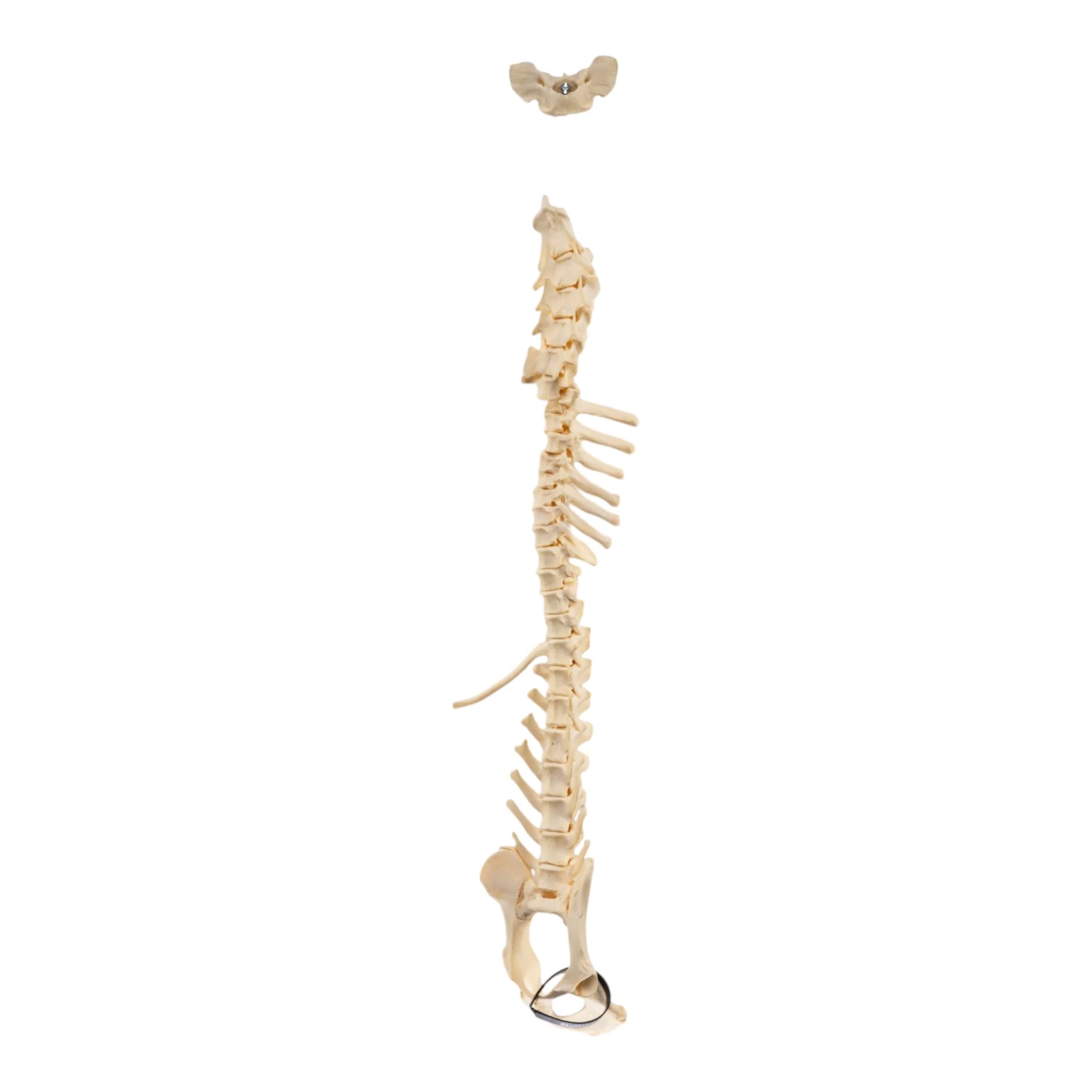 Real Loosely Strung Domestic Dog Spine, Pelvis, and Sacrum - Image 3