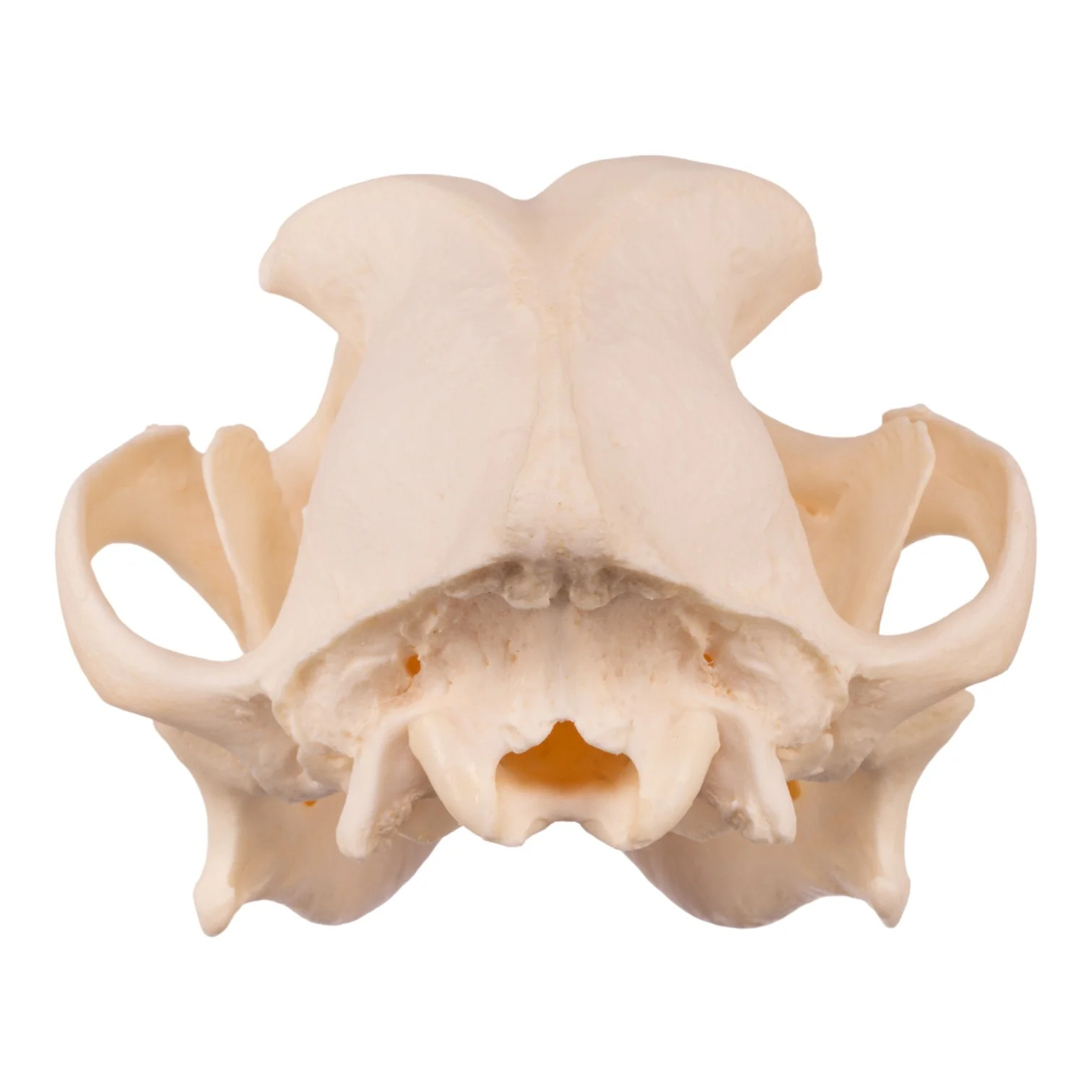 Real Domestic Dog Skull - Underbite - Image 10