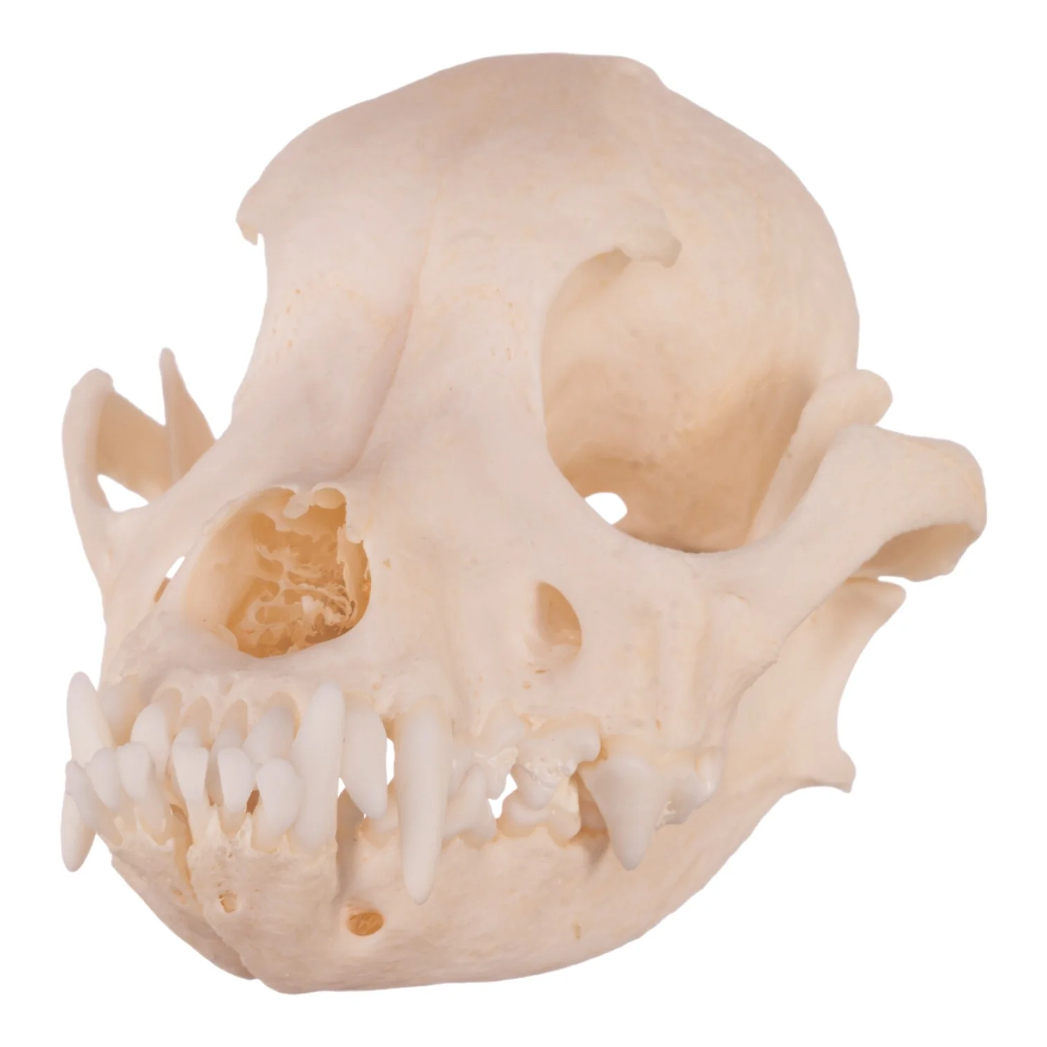 Real Domestic Dog Skull - Underbite - Image 11