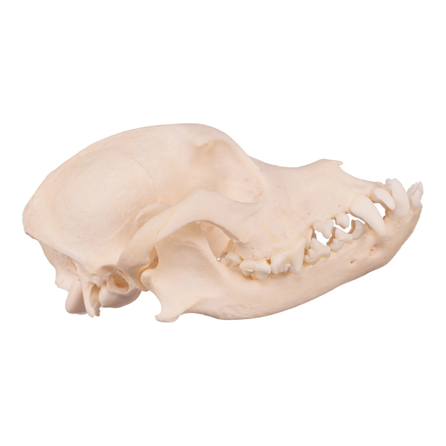 Real Domestic Dog Skull - Underbite - Image 12