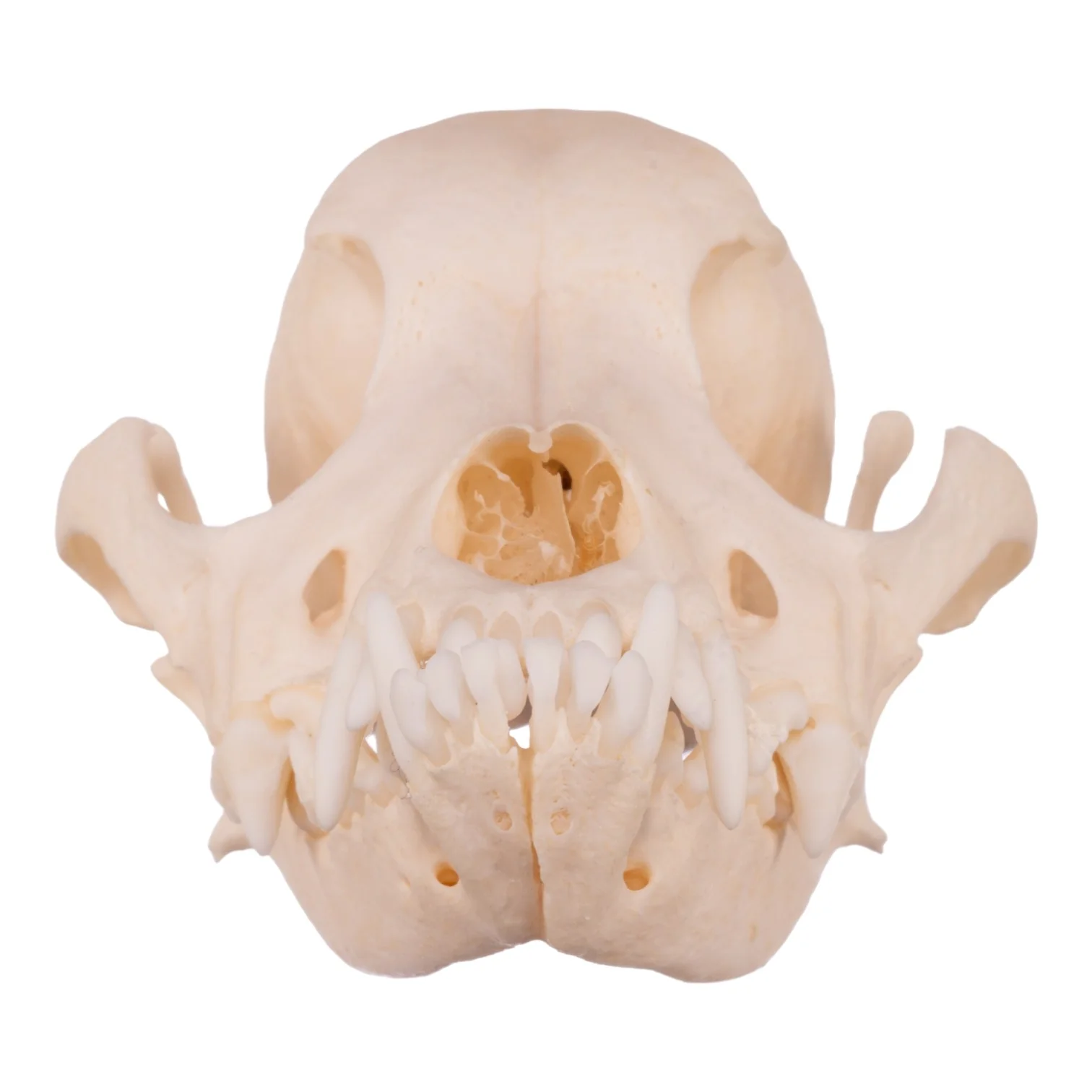 Real Domestic Dog Skull - Underbite - Image 13