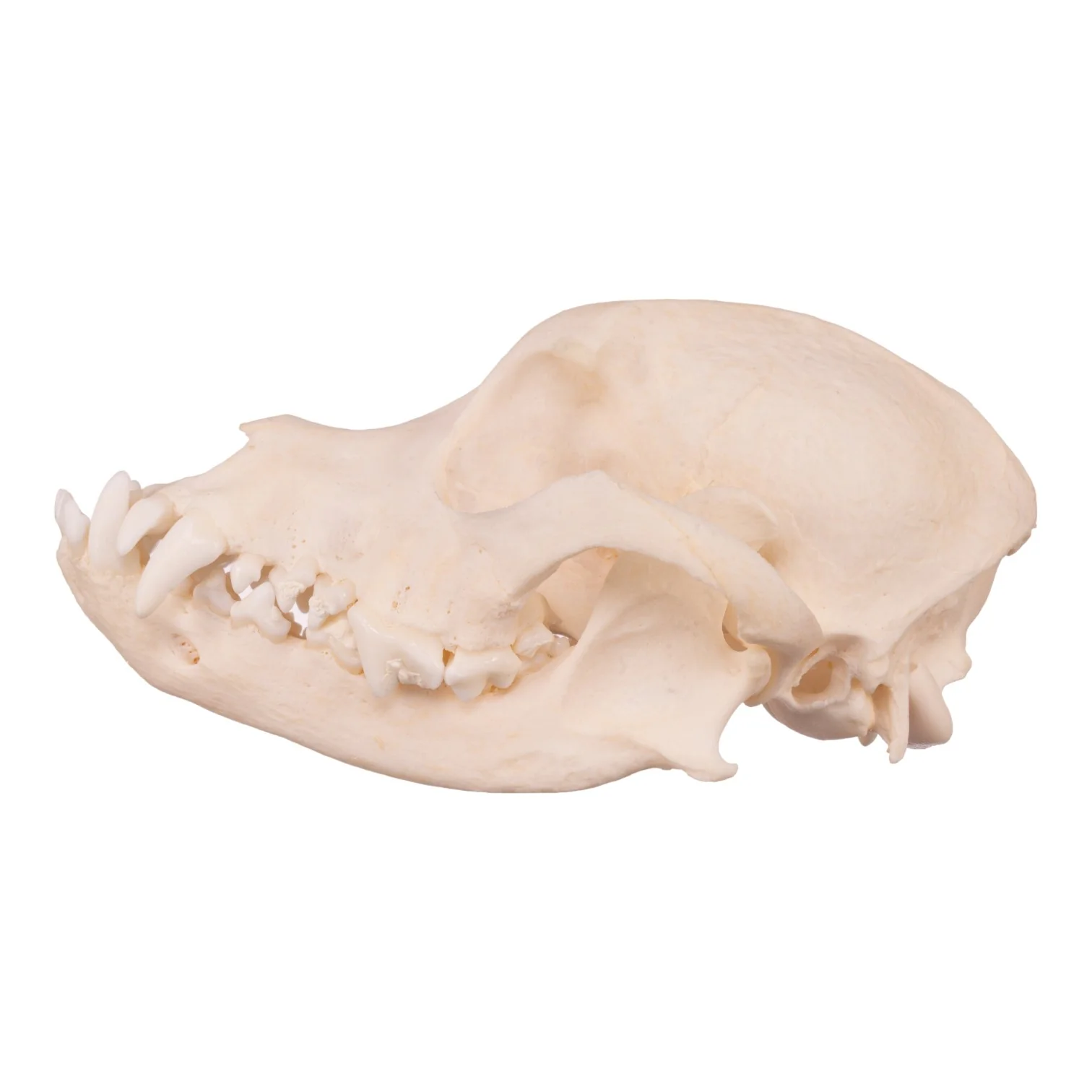 Real Domestic Dog Skull - Underbite - Image 14