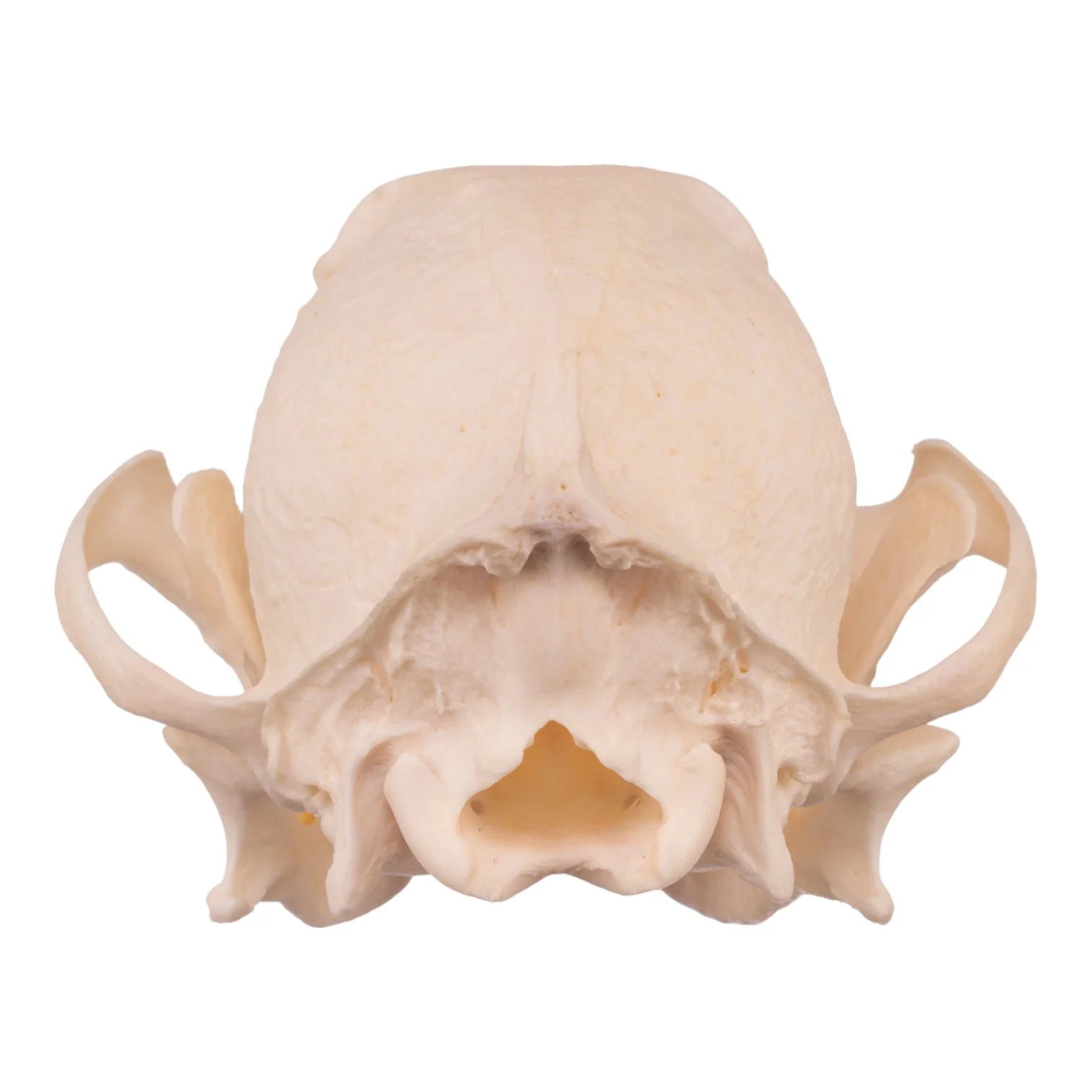 Real Domestic Dog Skull - Underbite - Image 15