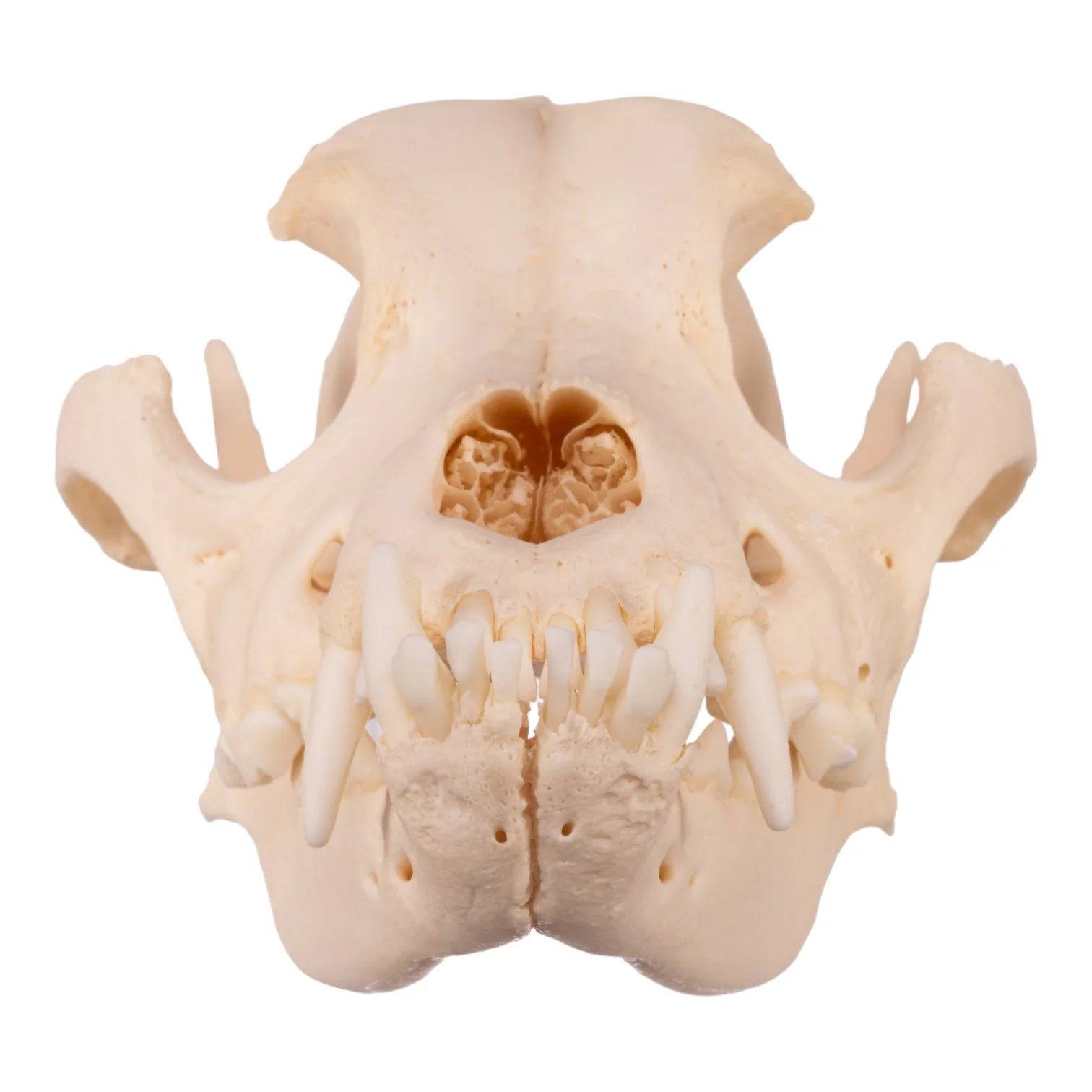 Real Domestic Dog Skull - Underbite - Image 3
